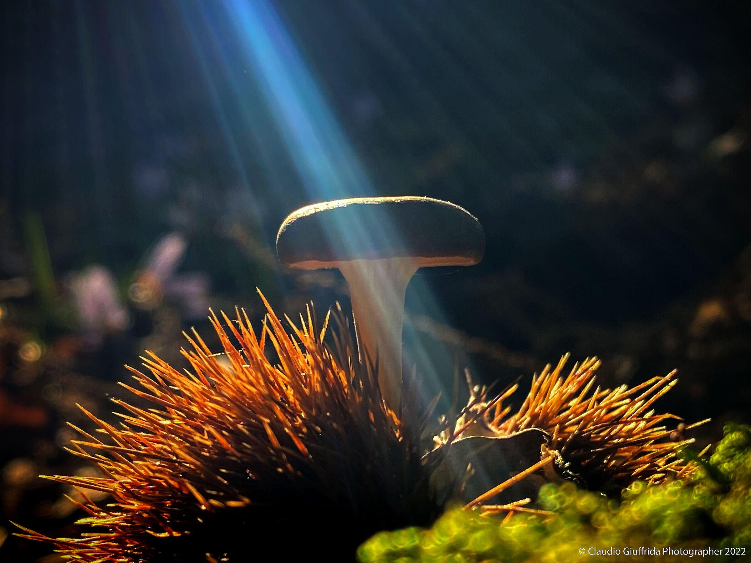 Sprazzi di luce nel bosco
