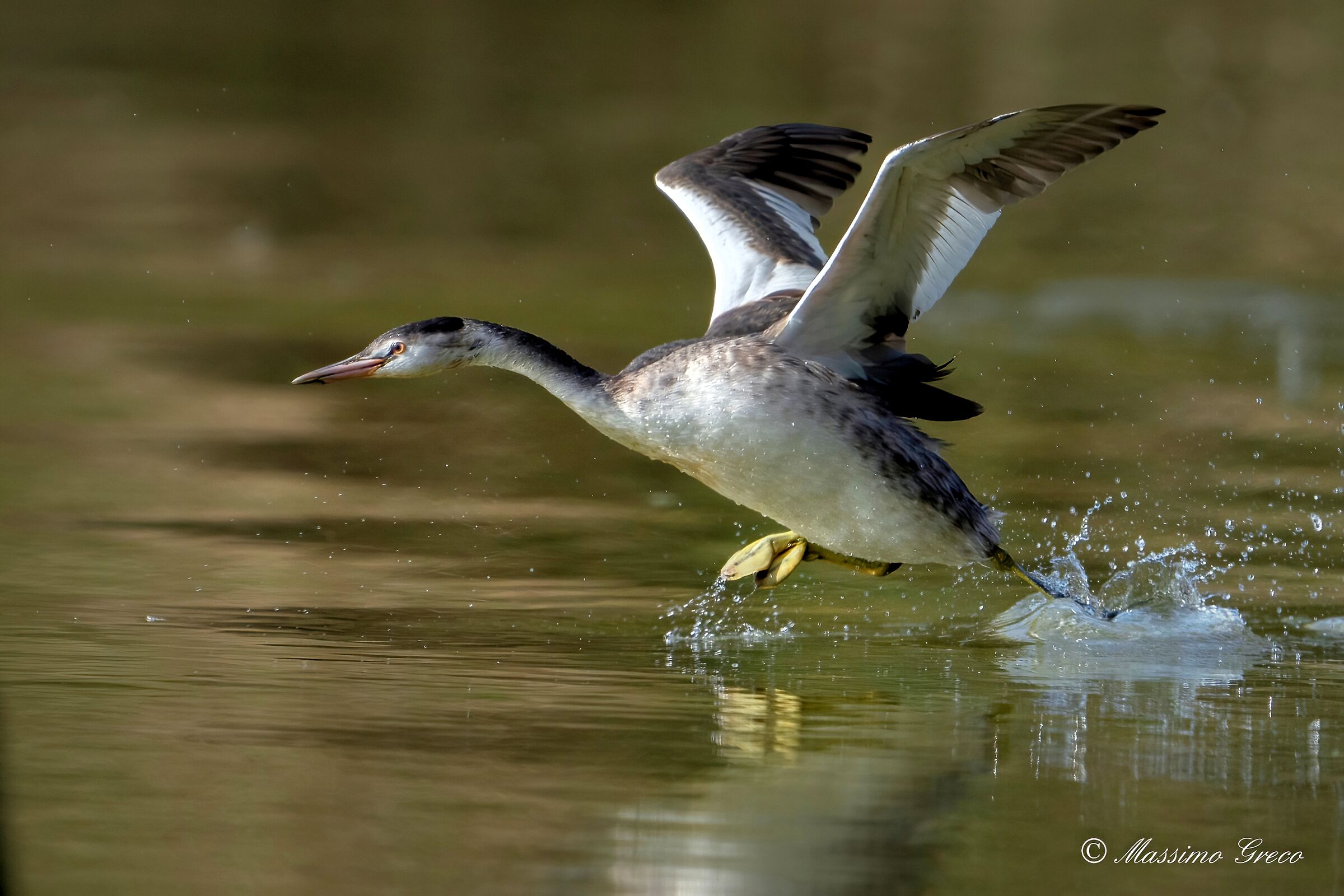 Il decollo dello Svasso maggiore (Podiceps cristatus)
