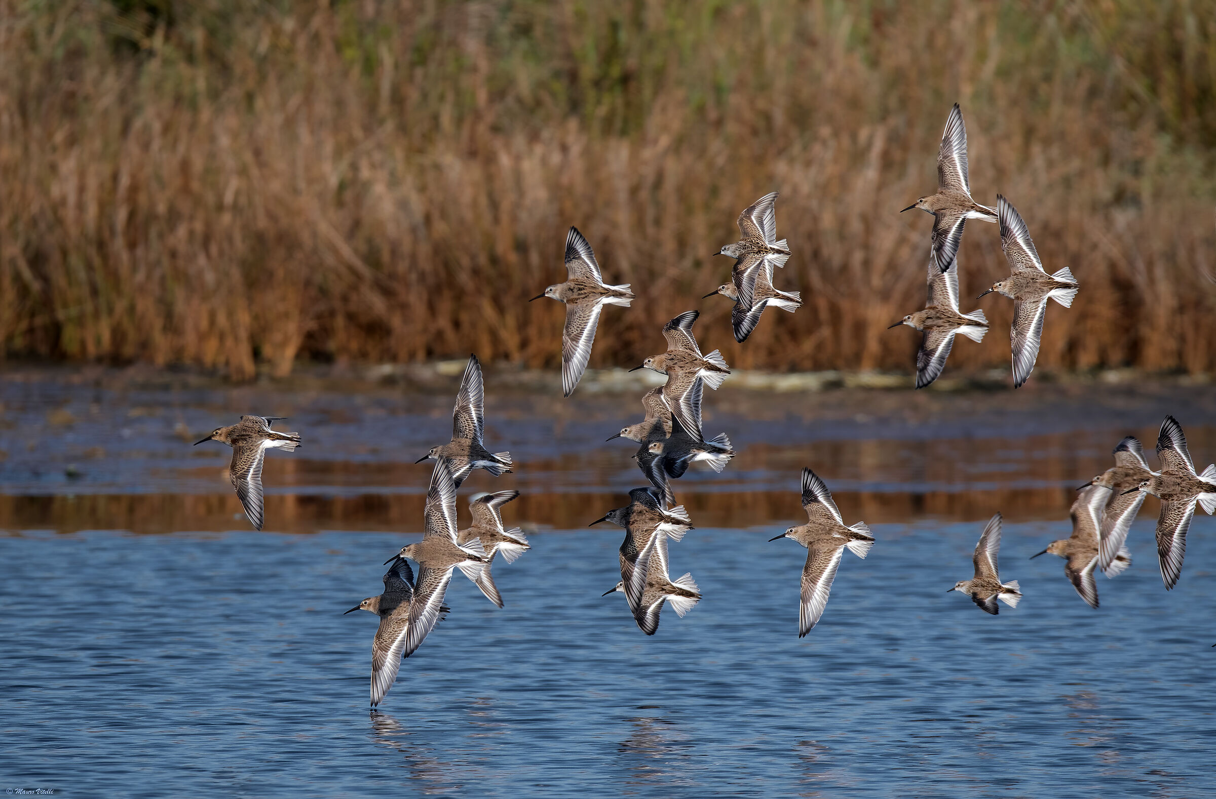 Piovanelli pancianera and gambecchi