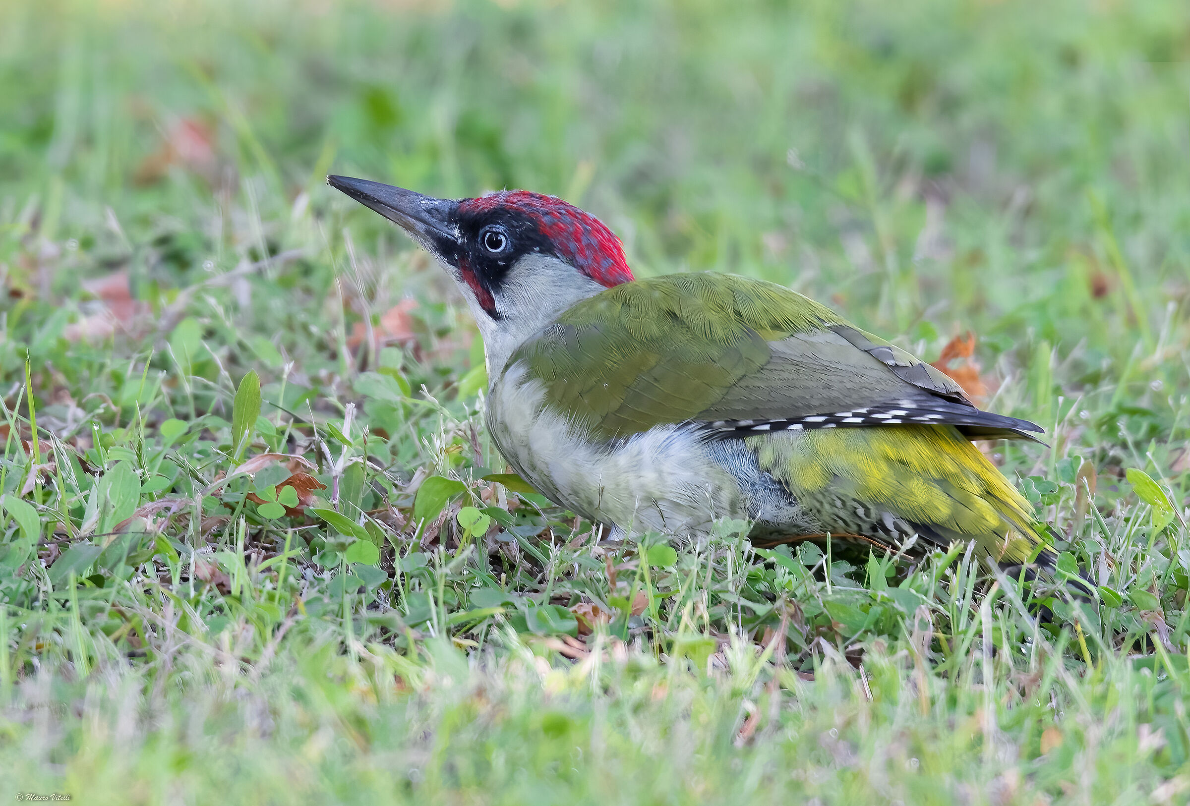Male Green Woodpecker (Picus virdis)