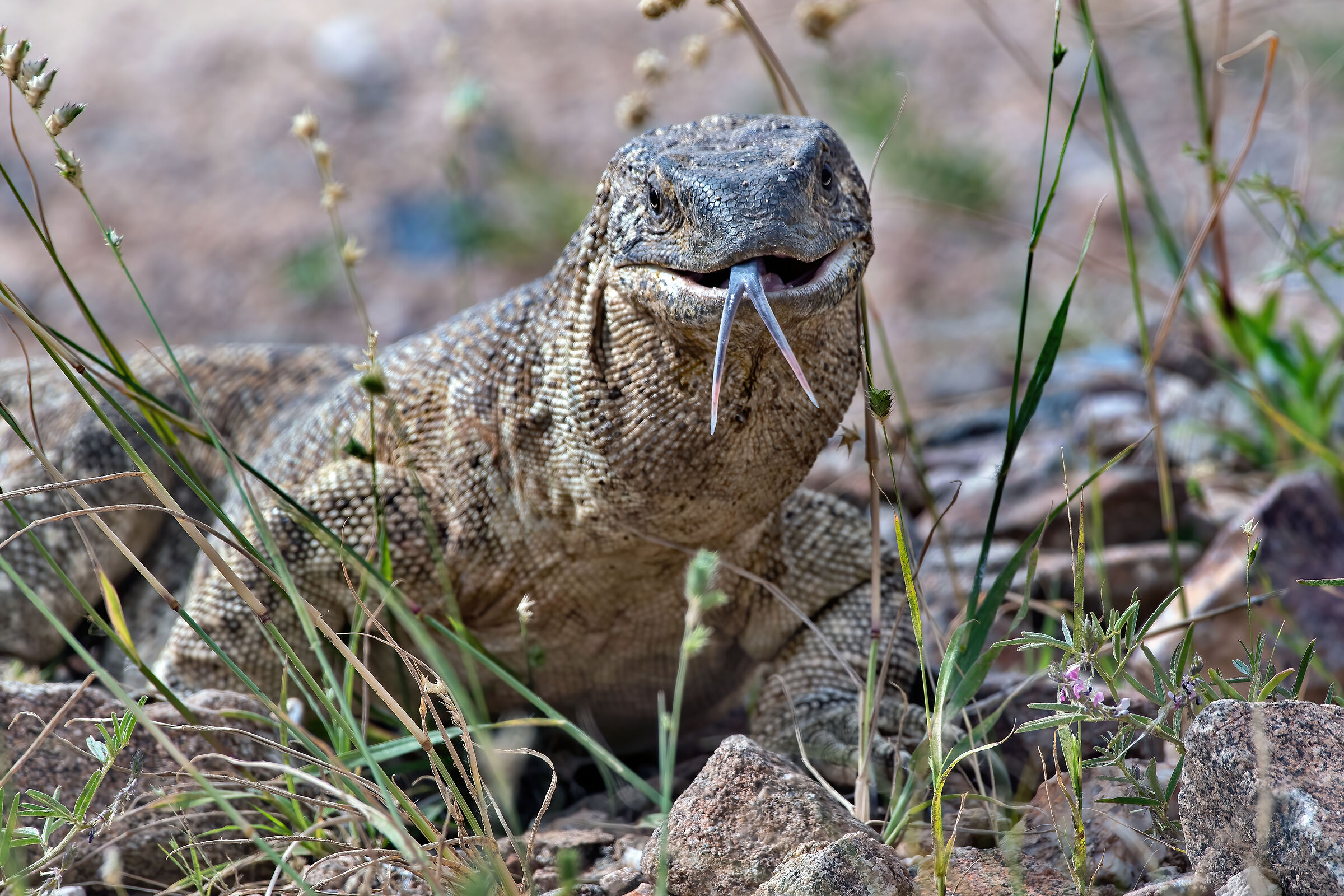 Varano delle rocce (Varanus albigularis)