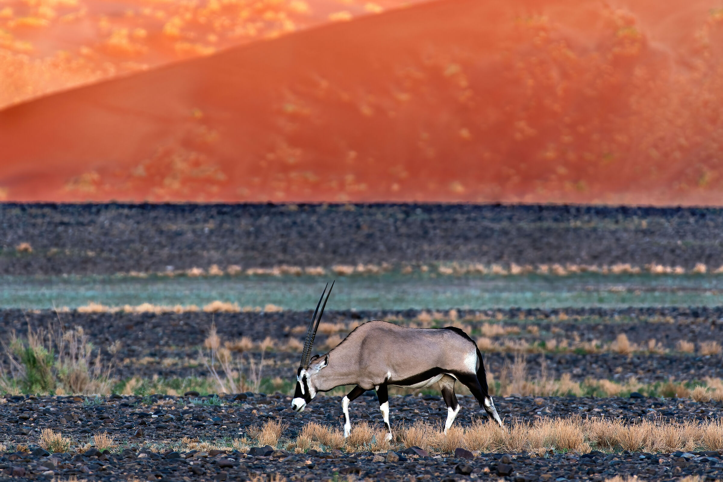 Orice (Oryx gazella)