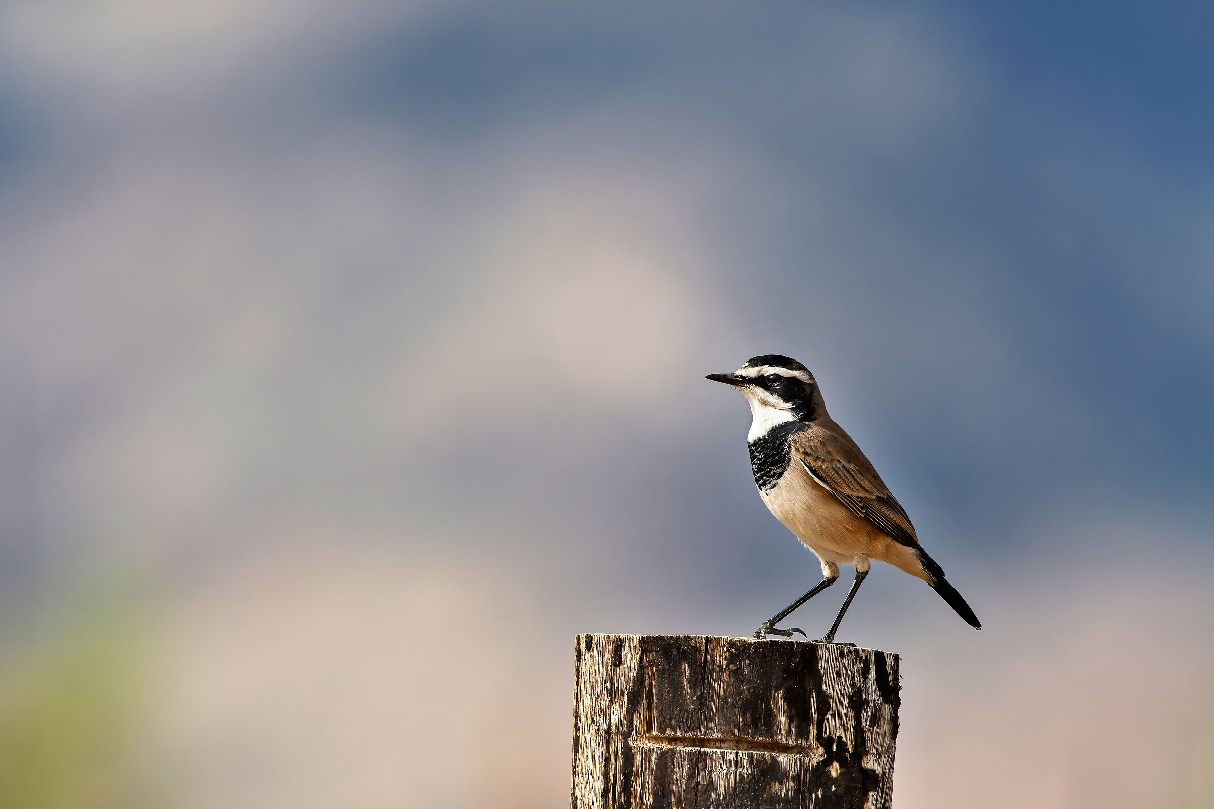 Monachella pileata (Oenanthe pileata)