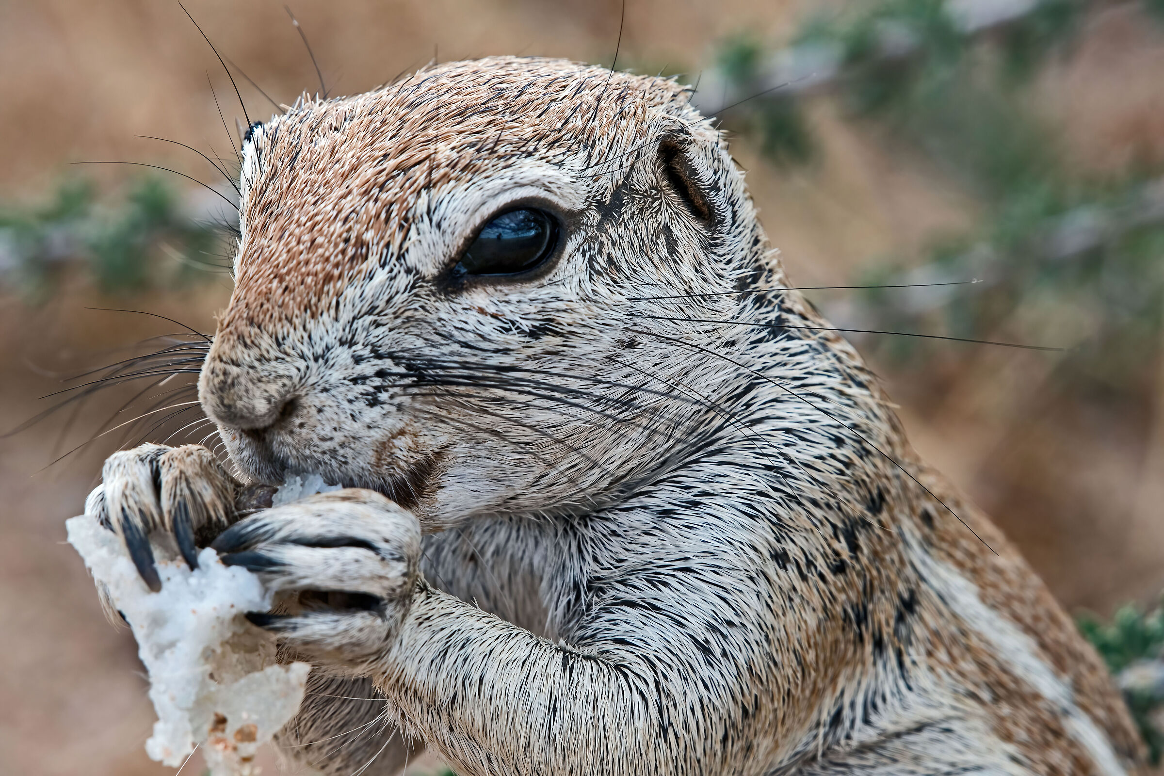 Scoiattolo di terra africano (Xerus inauris)