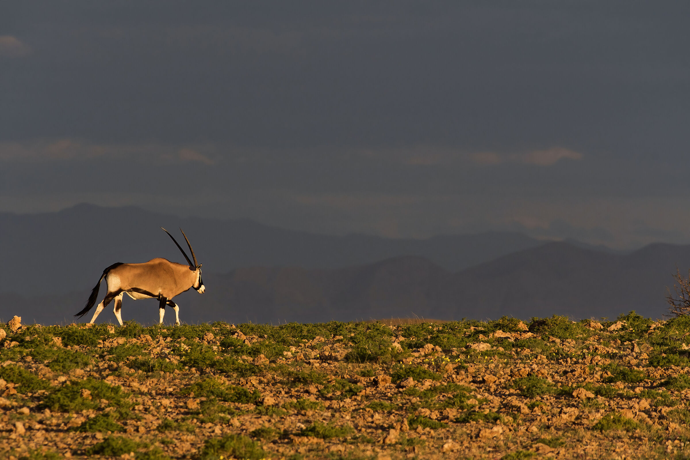 Oryx (Oryx gazella)
