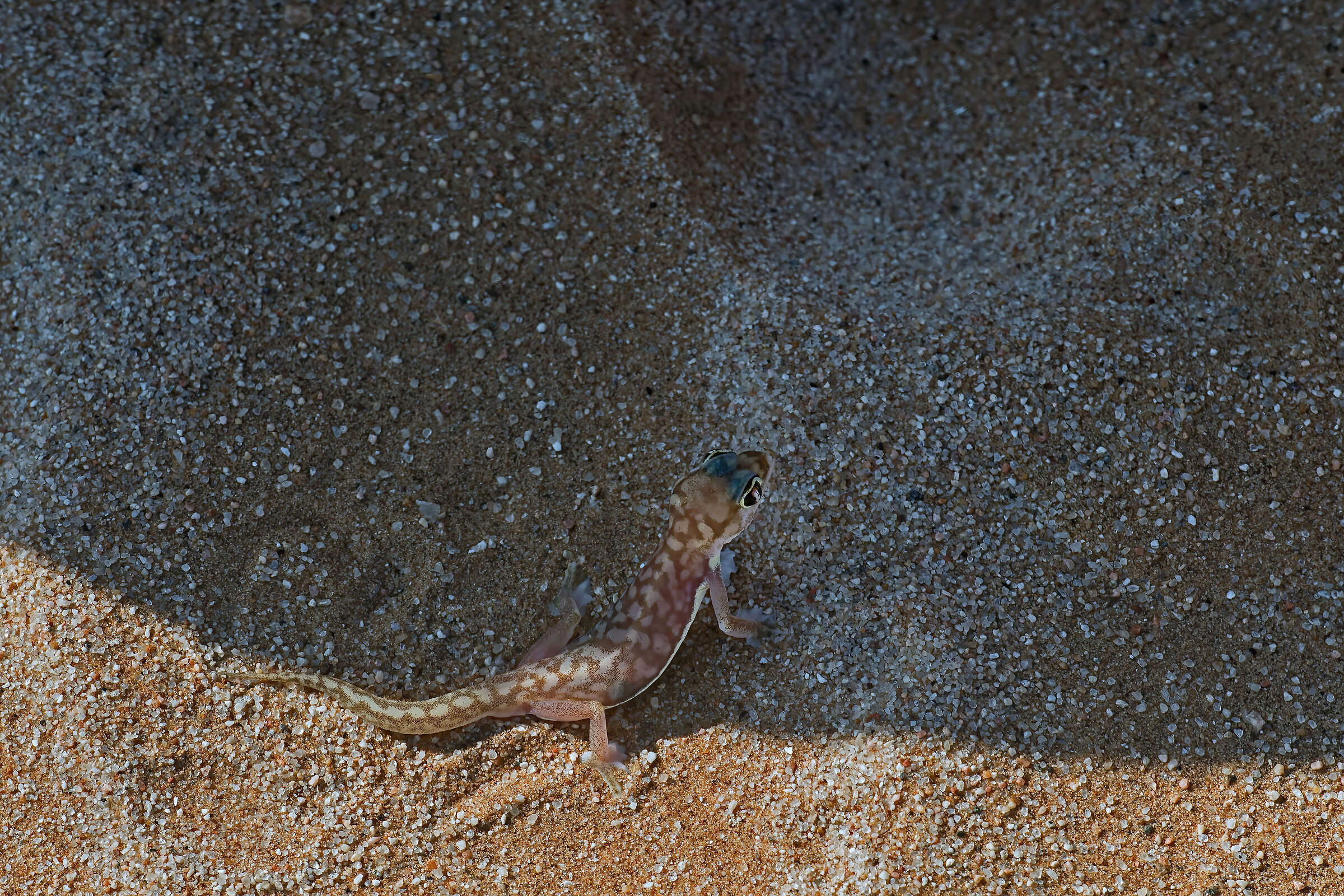 Webbed gecko (Pachydactylus rangei)