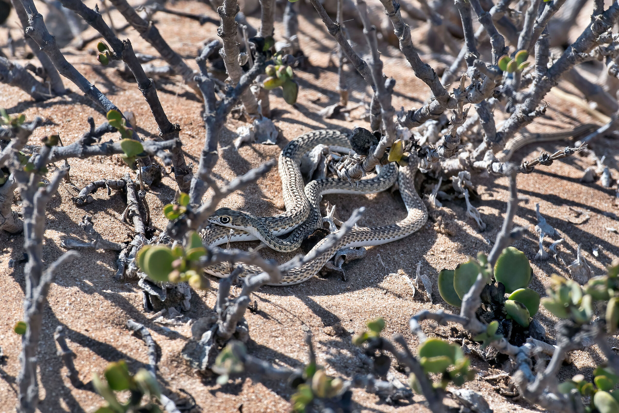 Biscia delle sabbie (Psammophis namibiensis)