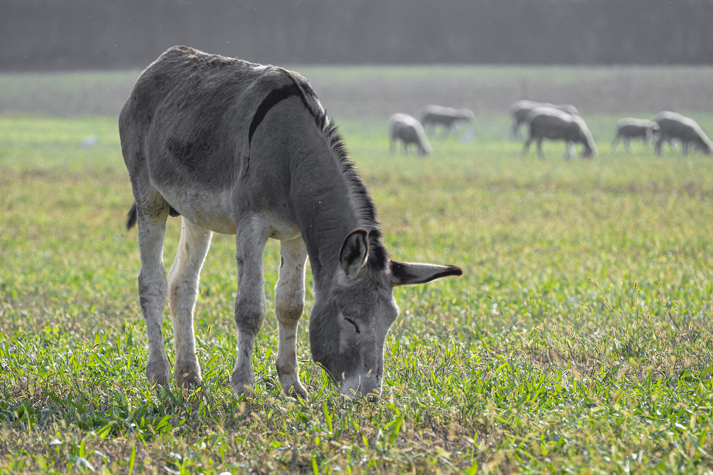 e' proprio un somaro