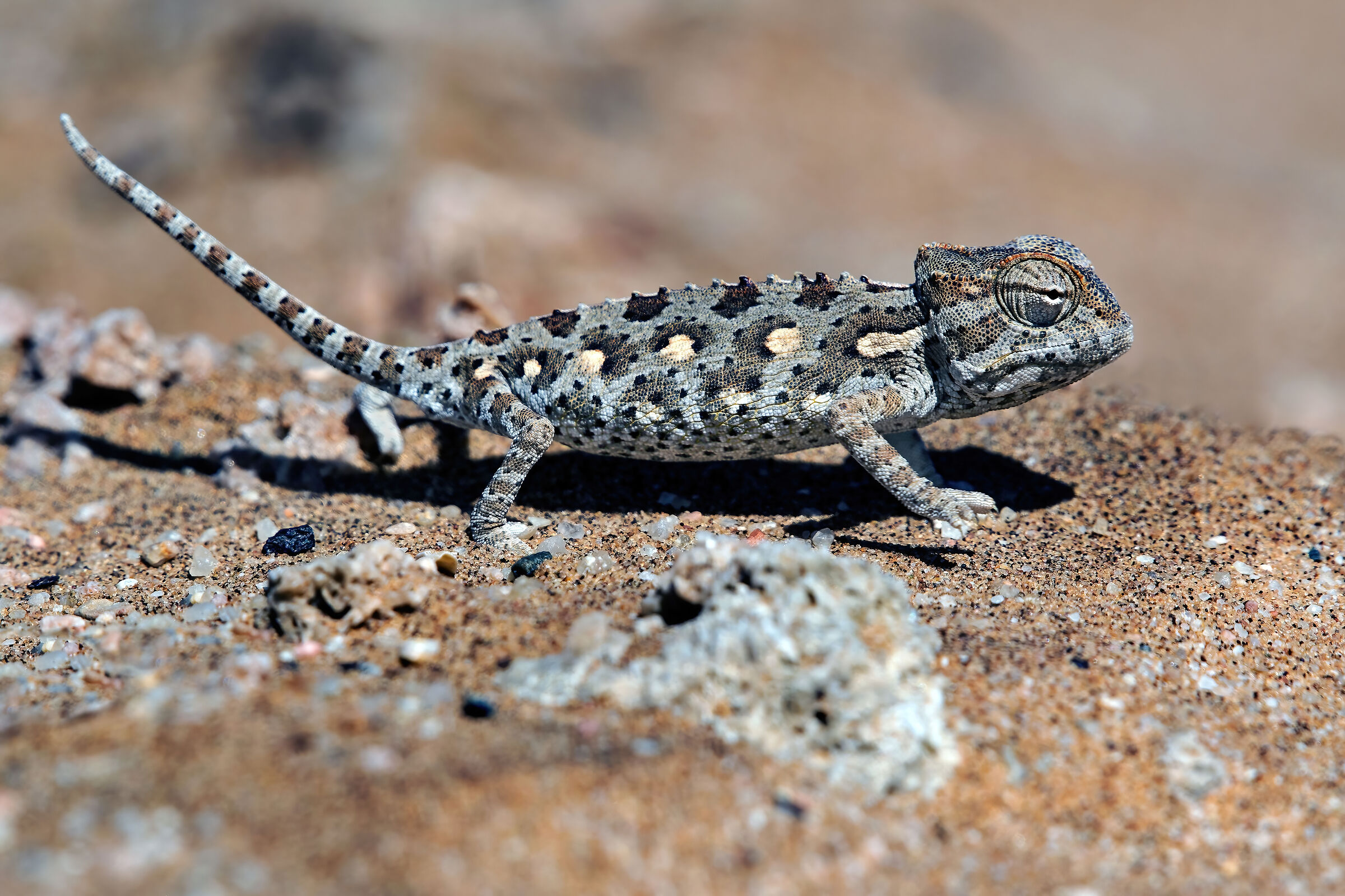 Camaleonte di Namaqua (Chamaeleo namaquensis)