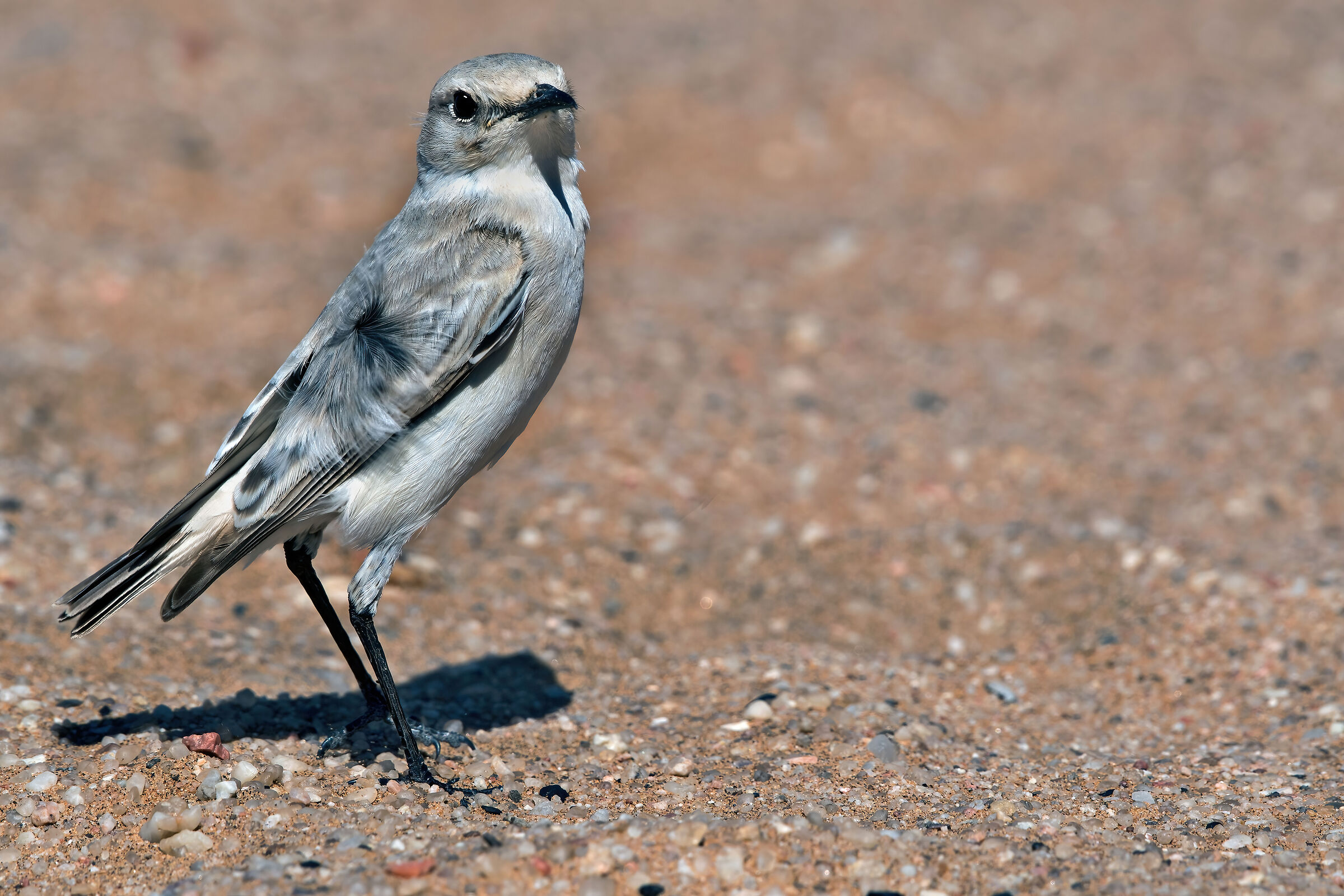 Cercomela tractrac (Emarginata tractrac)