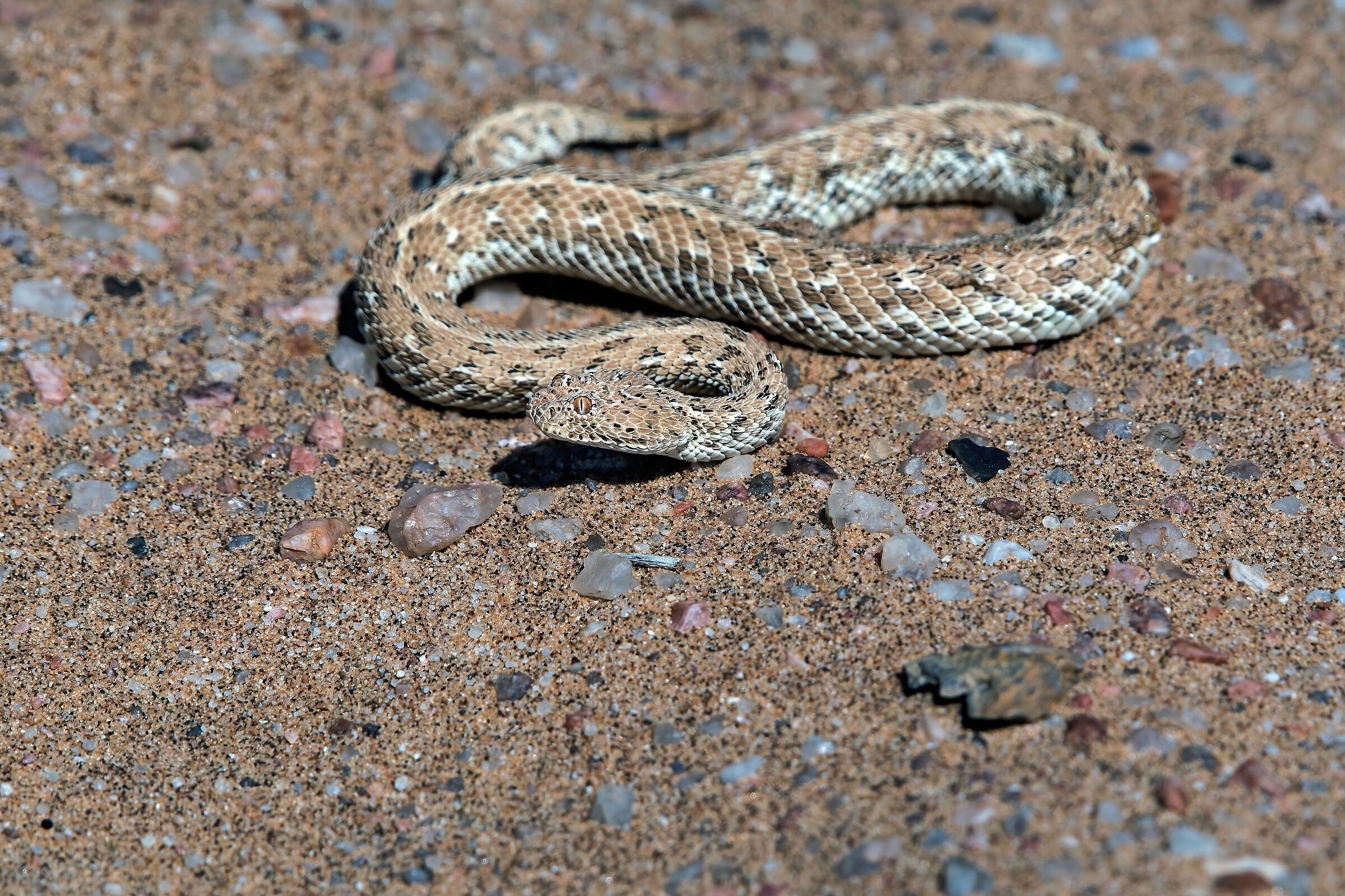 Vipera della sabbia (Bitis peringueyi)