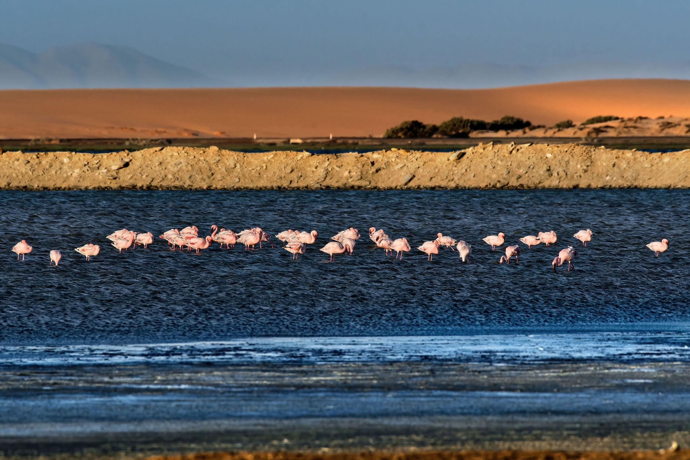 Lesser flamingos (Phoeniconaias minor)