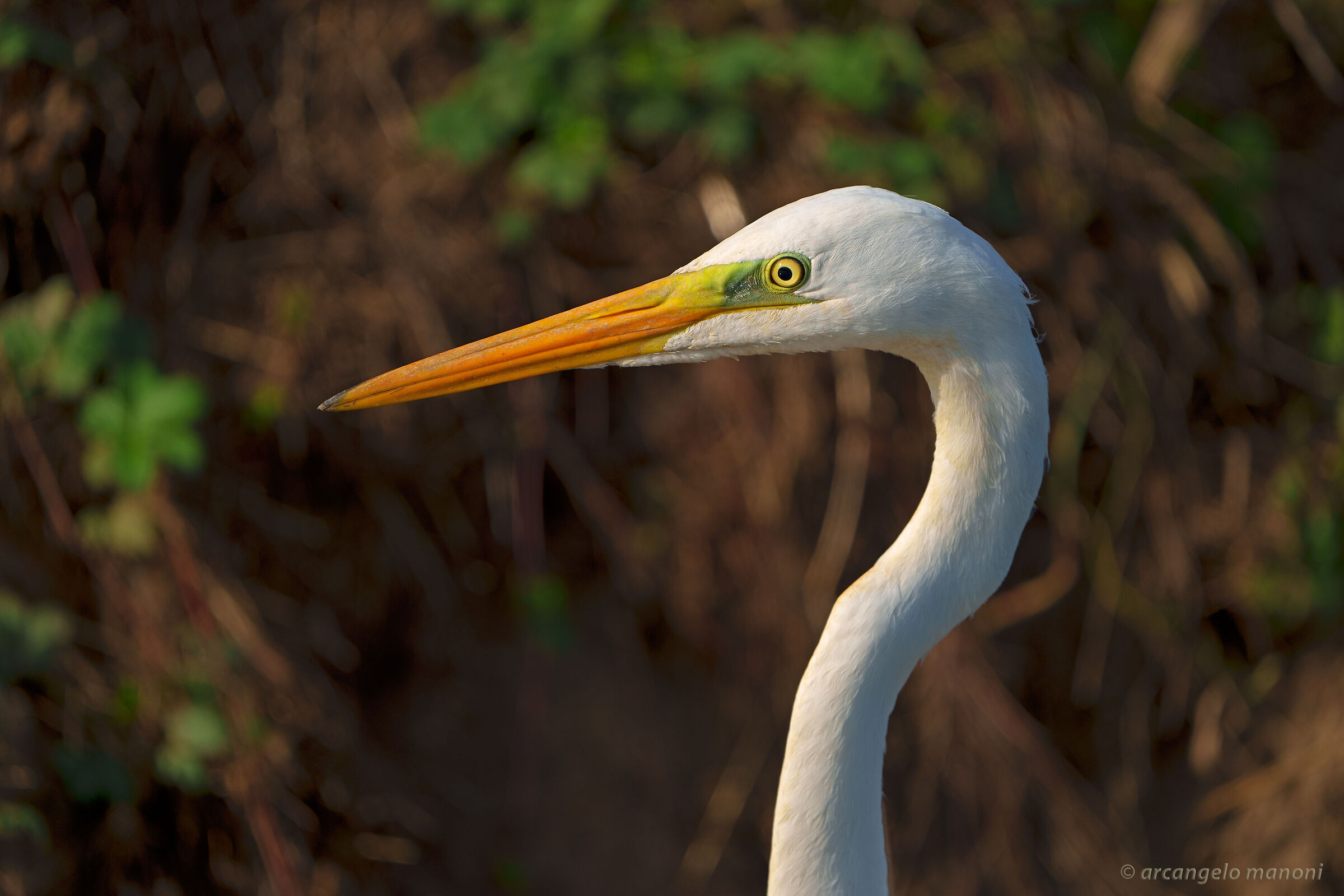Detail of great white heron
