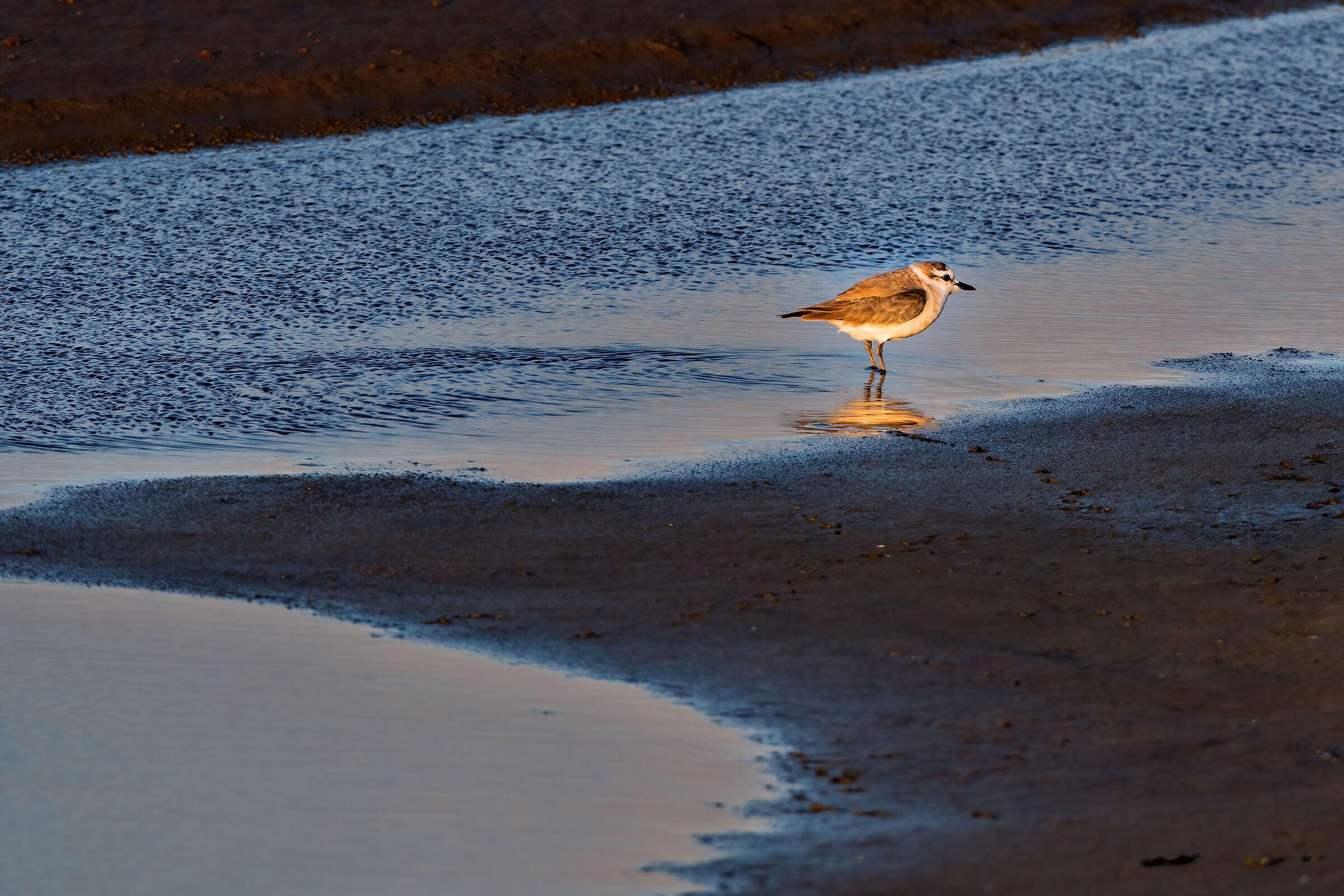 Corriere marginato (Charadrius marginatus)