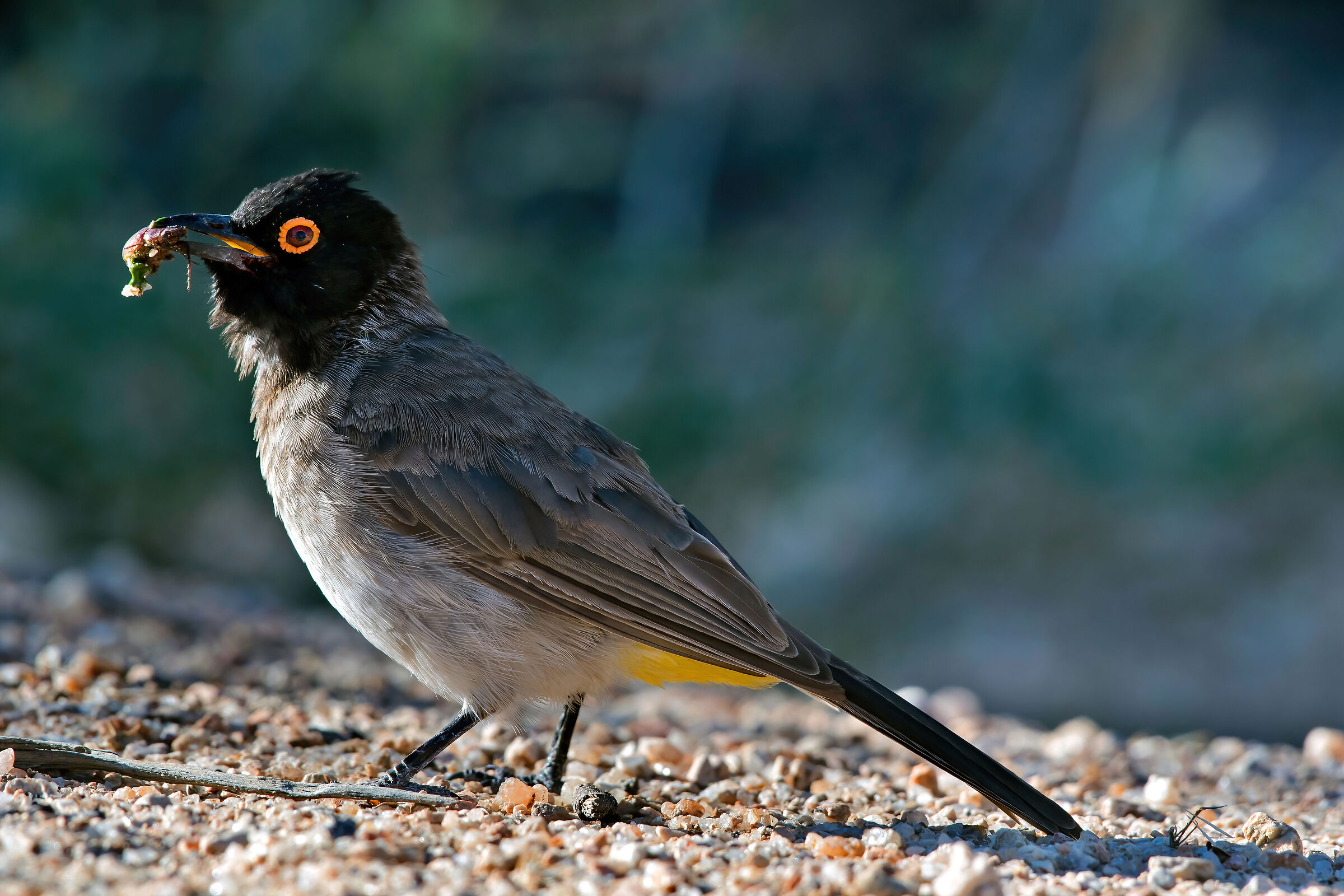 Bulbul occhirossi (Pycnonotus nigricans)