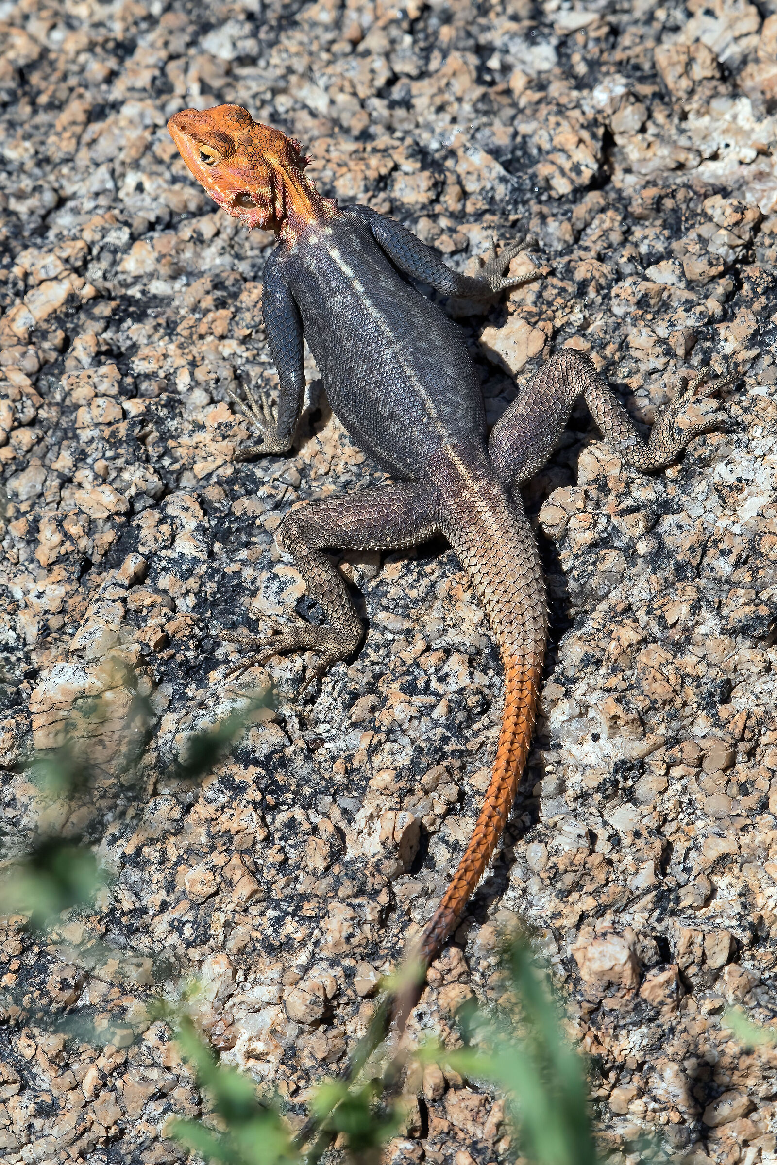 Rock agama (Agama planiceps)
