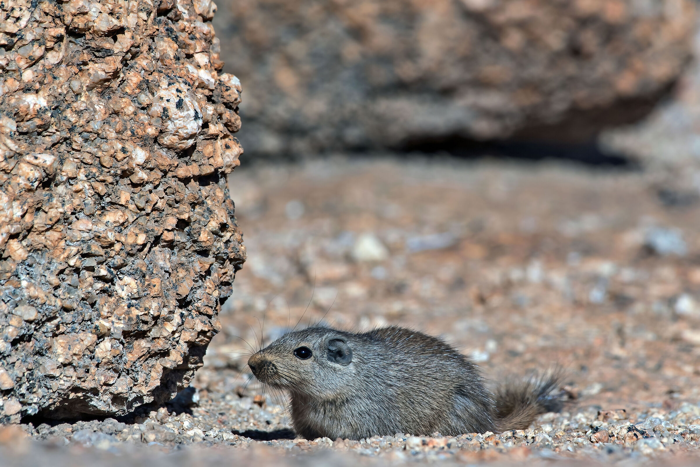 Rock rat (Petromus typicus)