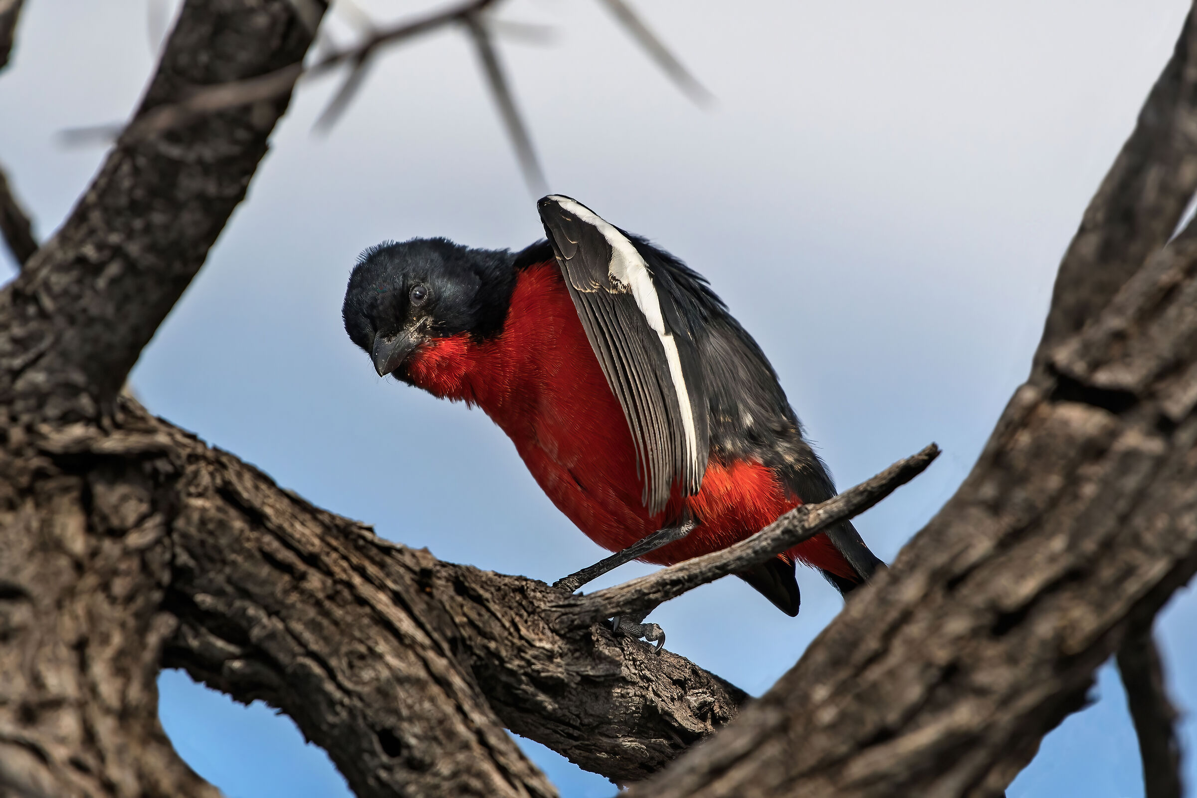 Averla petto-cremisi (Laniarius atrococcineus)