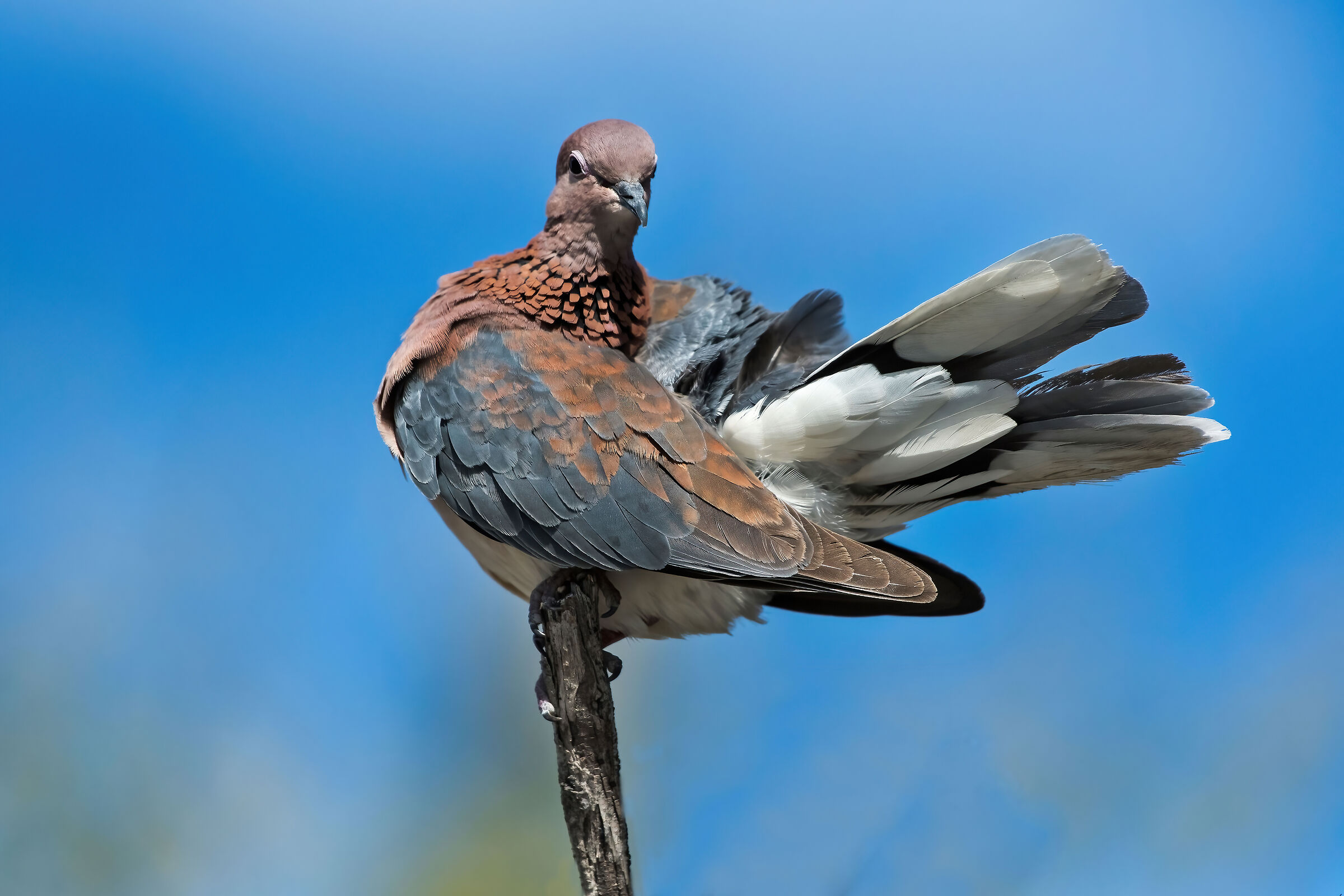 Collared Cape Dove (Streptopelia capicola)