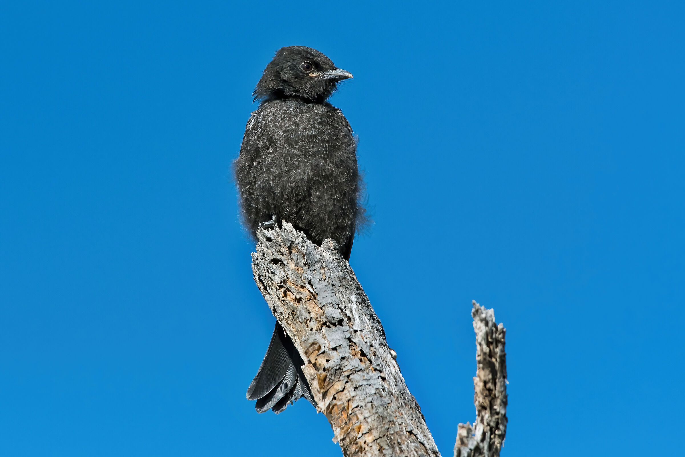 Drongo coda-forcuta (Dicrurus adsimilis)