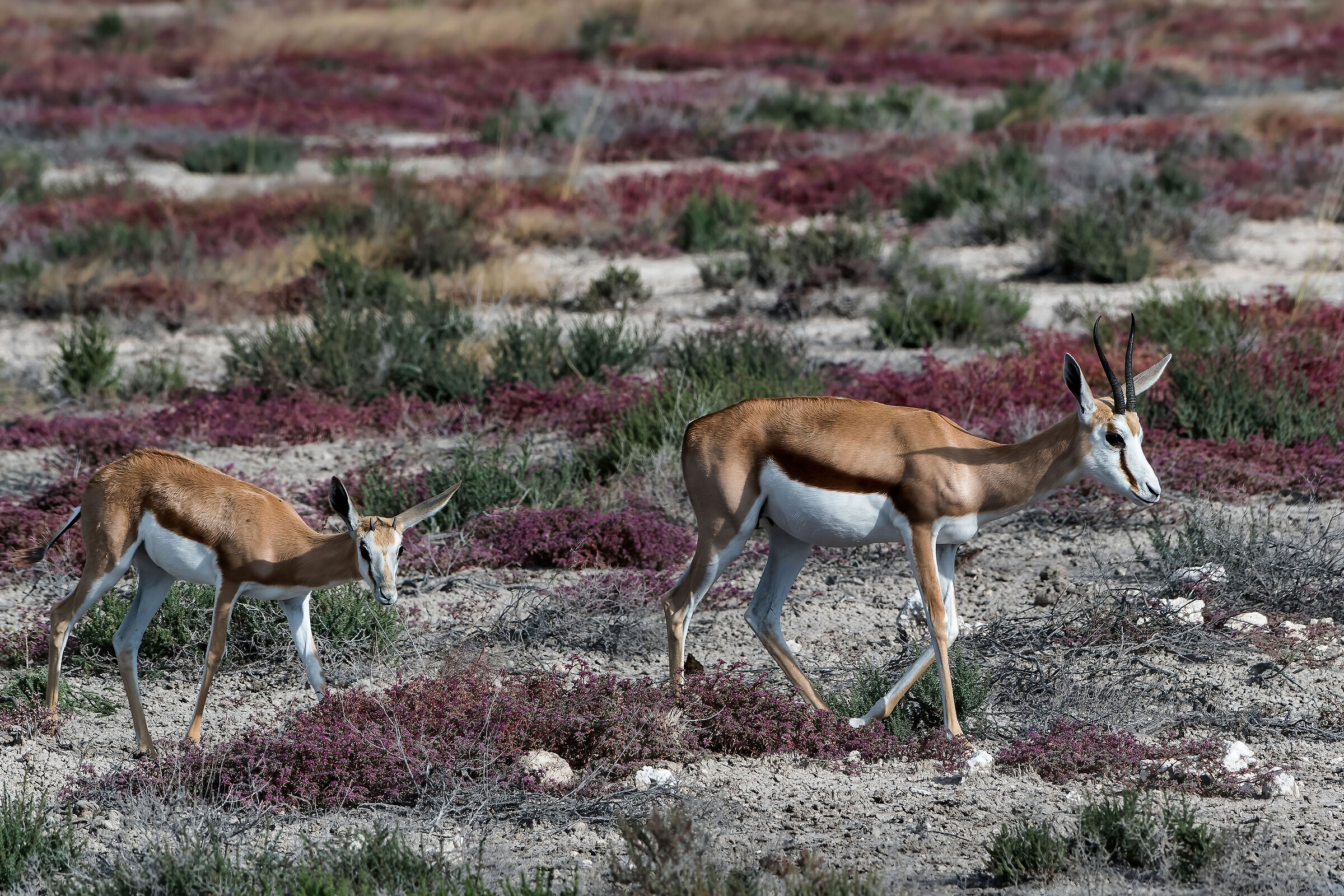 Springboks (Antidorcas marsupialis)