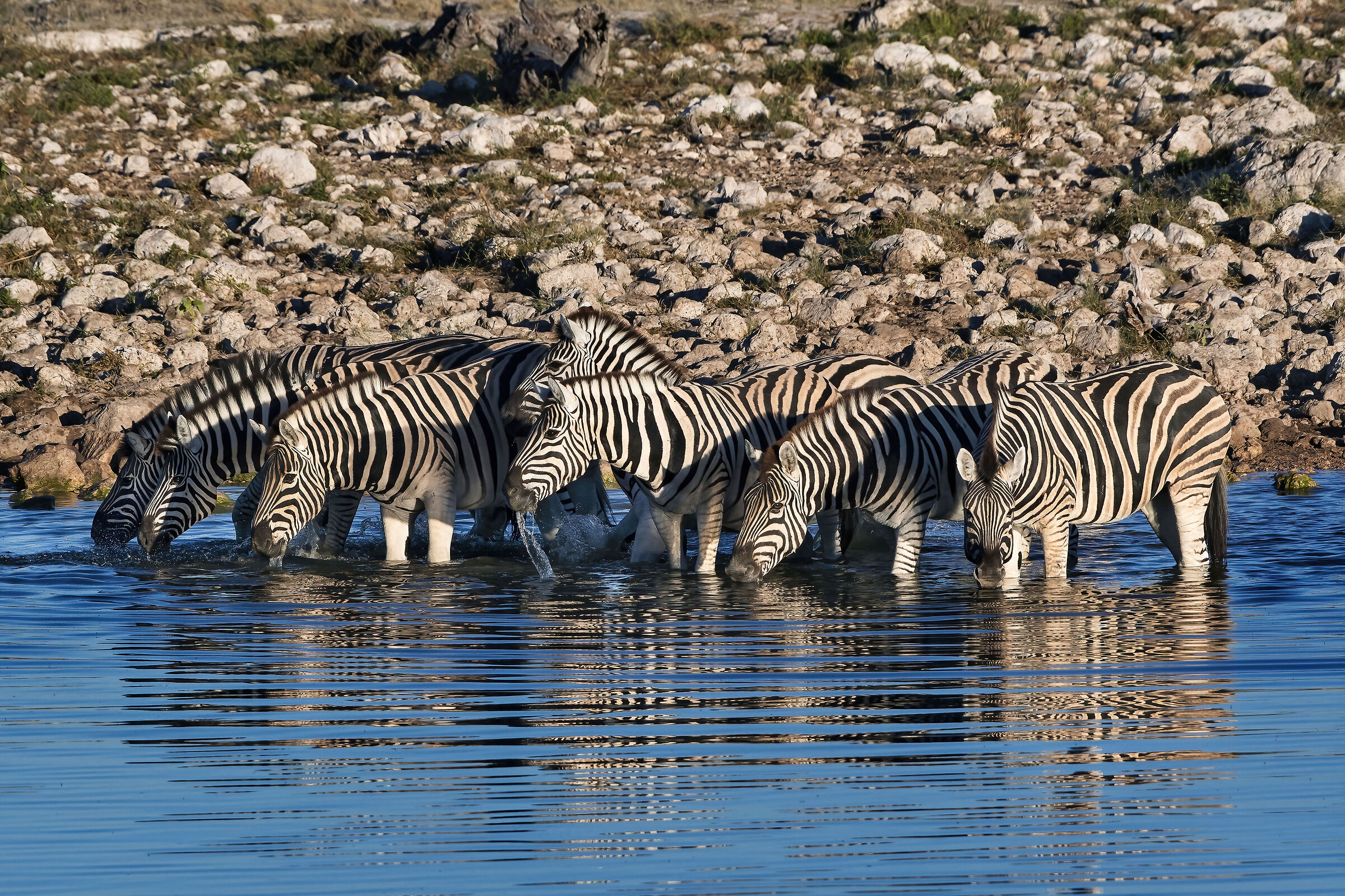 Plain zebras (Equus quagga burchellii)
