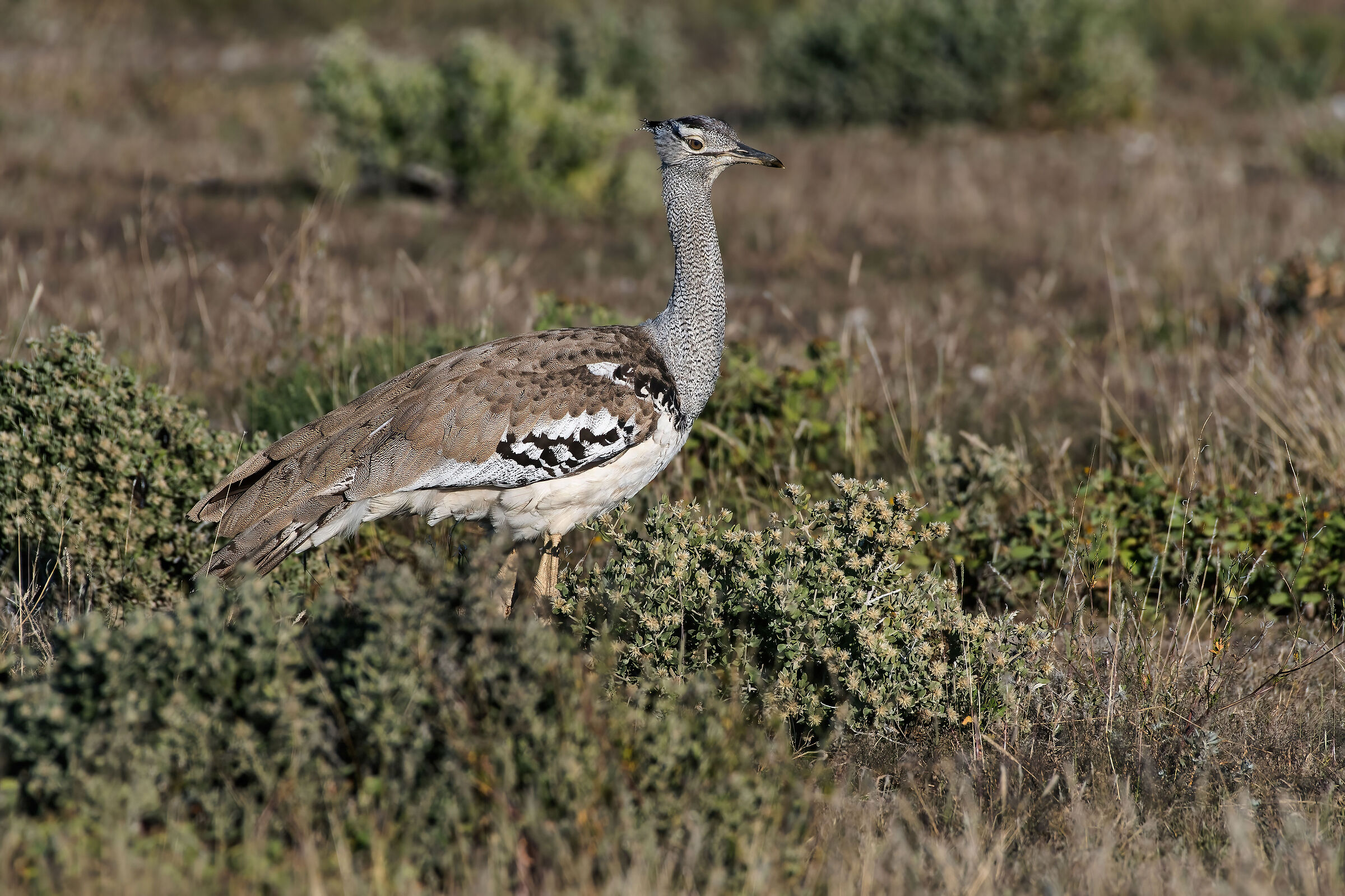 Otarda di Kori (Ardeotis kori)