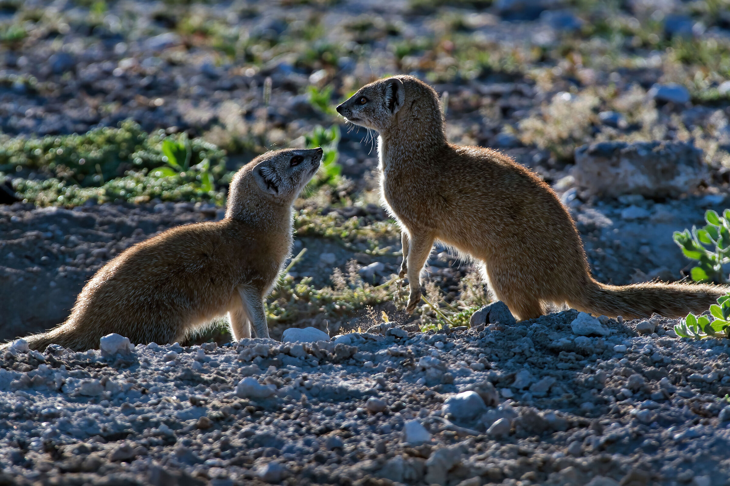 Yellow mongooses (Cynictis penicillata)