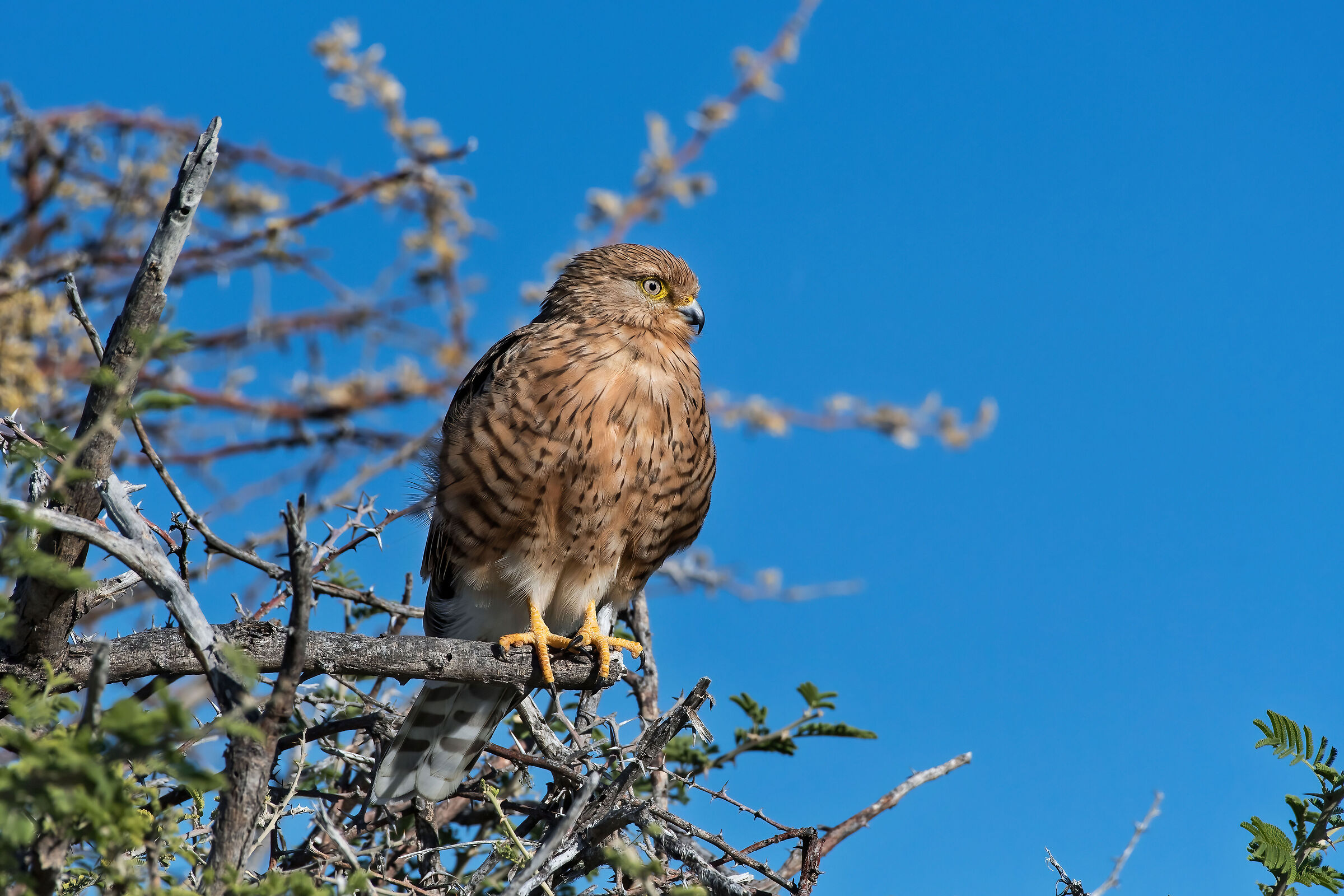 Gheppio maggiore (Falco rupicoloides)