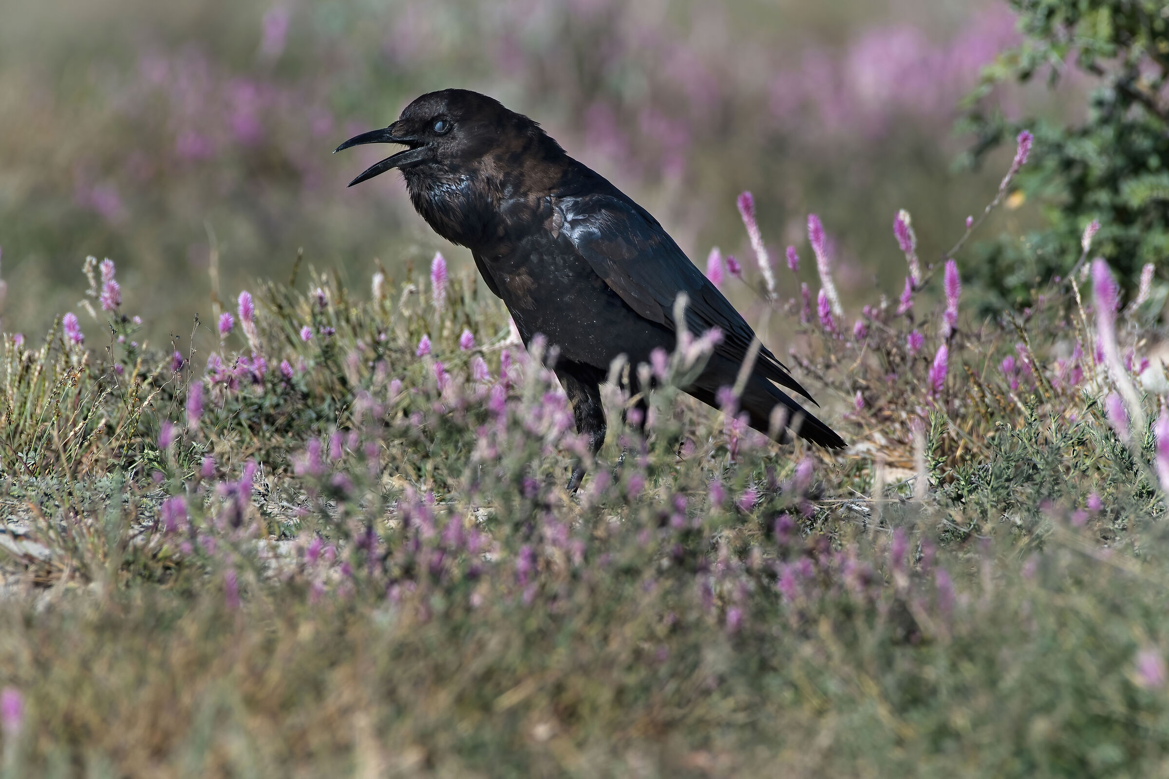 Corvo del Capo (Corvus capensis)