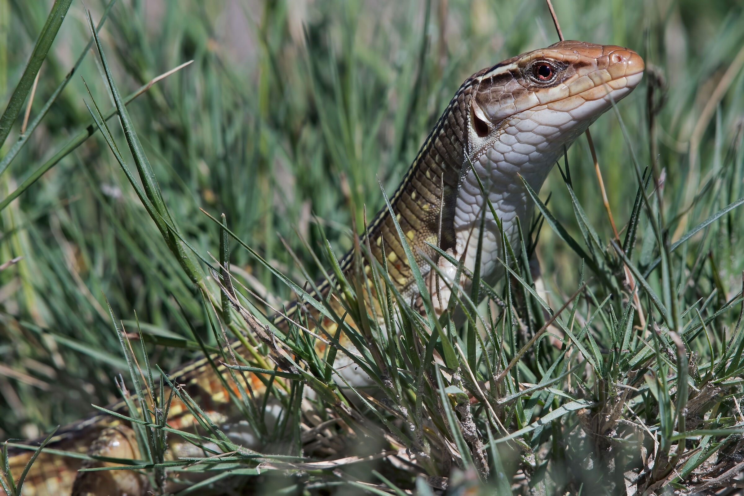 Lucertola gigante africana (Gerrhosaurius validus)