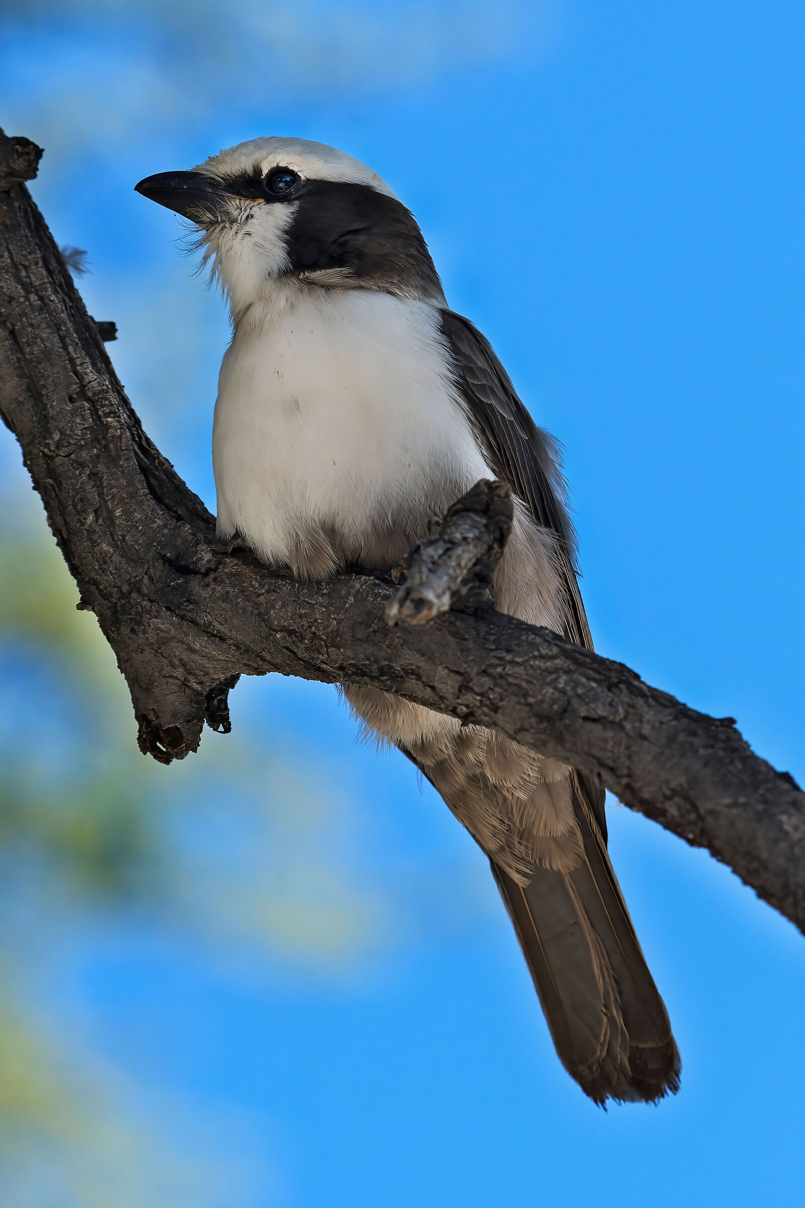 Averla testabianca (Eurocephalus anguitimeus)