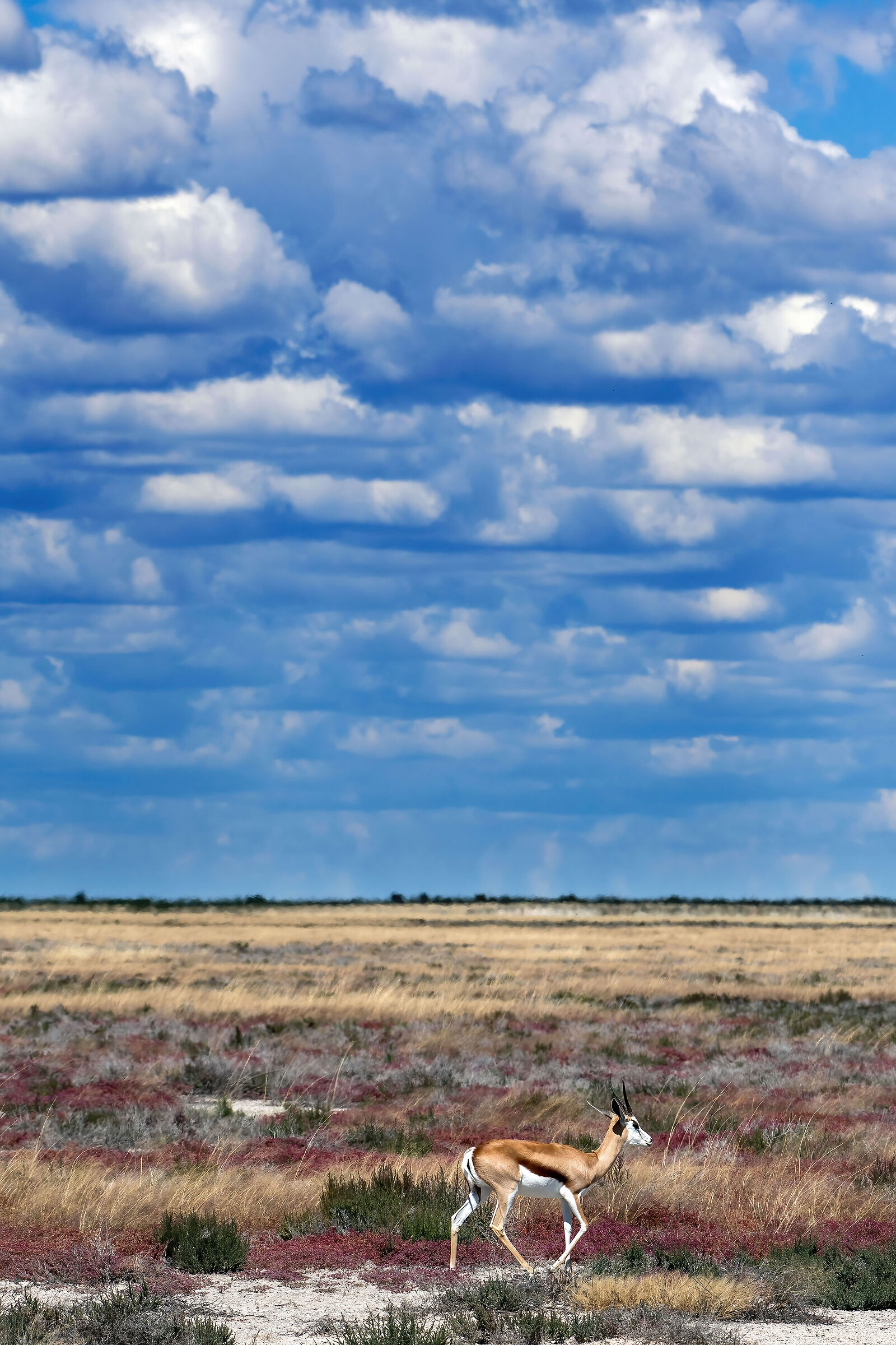 Springbok (Antidorcas marsupialis)
