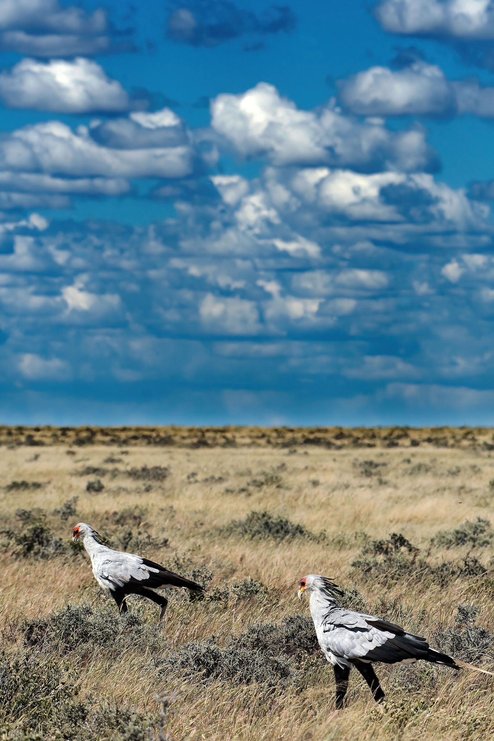 Serpentari (Sagittarius serpentarius)