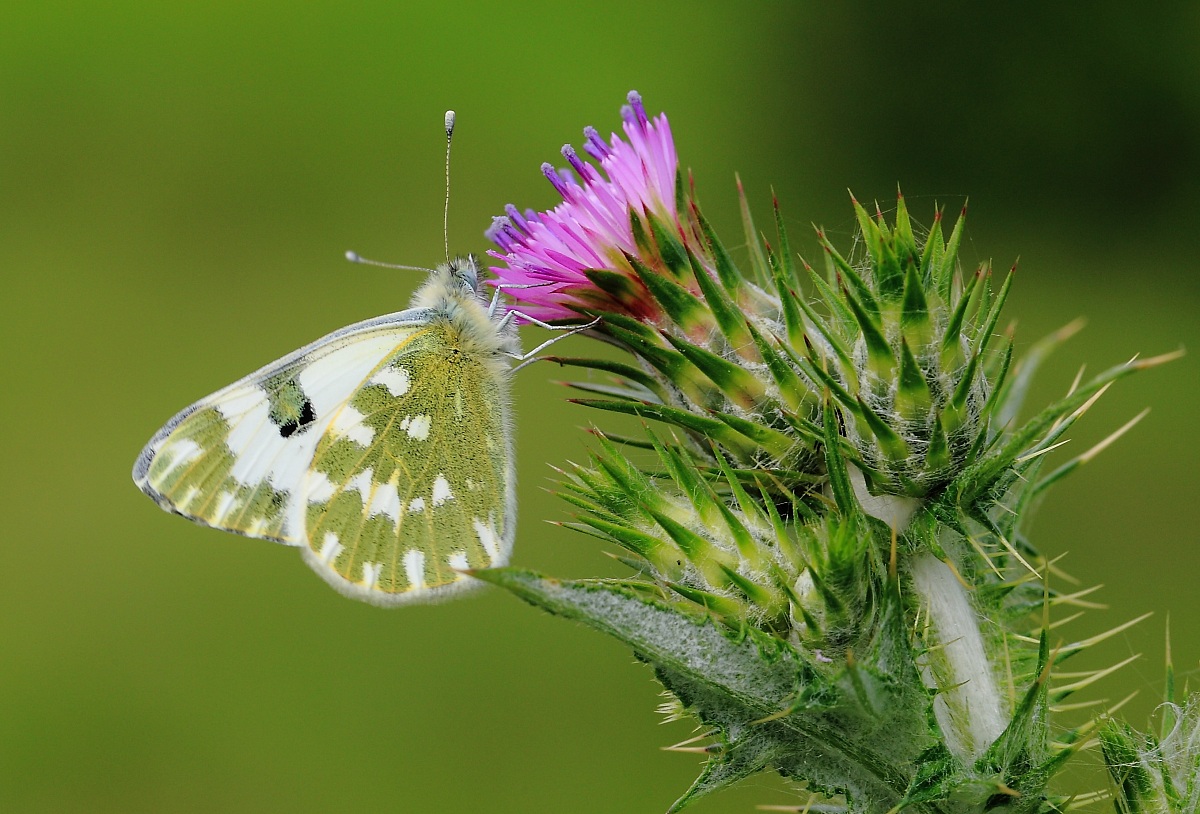Antacharis cardamines (?)