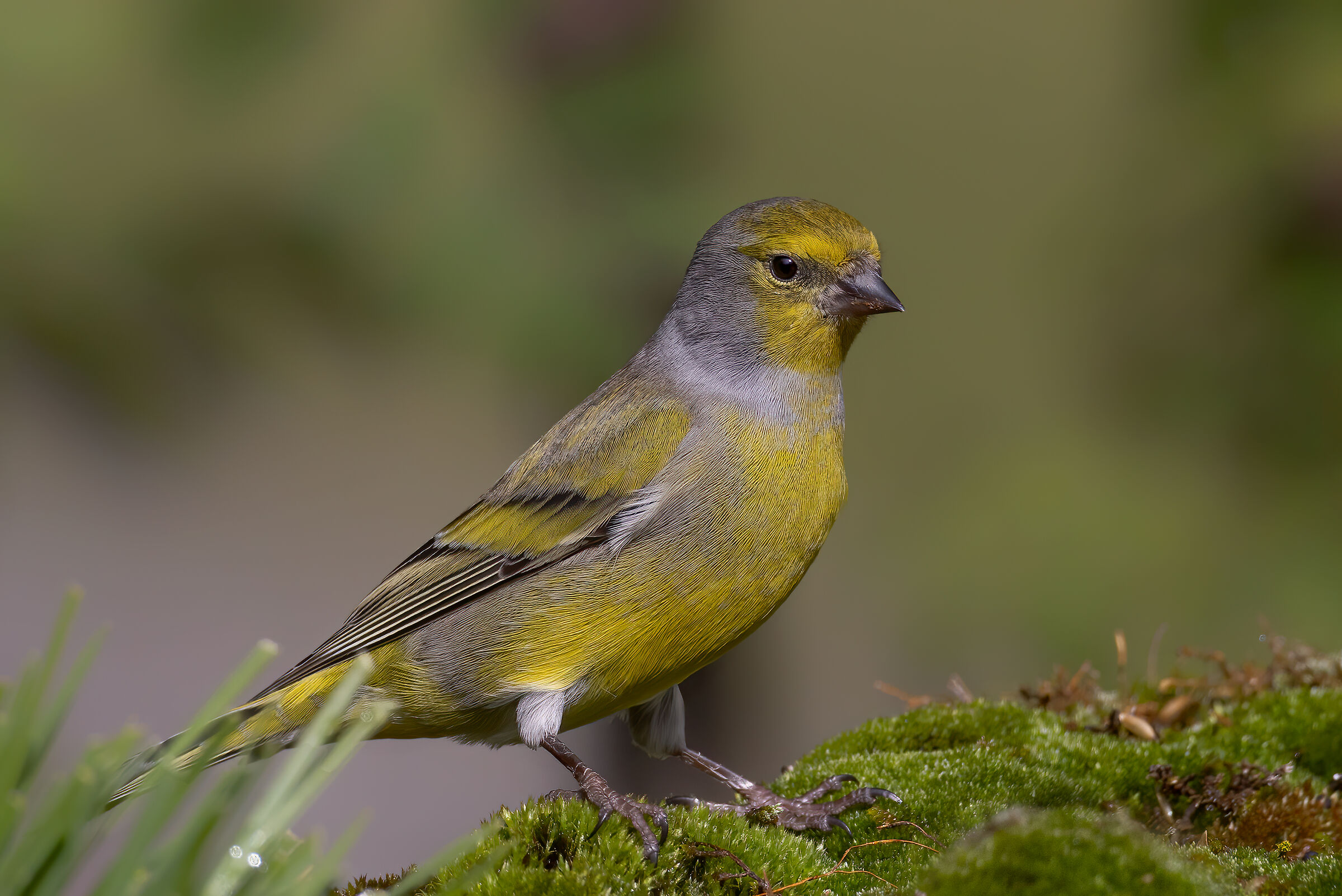 Venturone alpino (Carduelis citrinella)