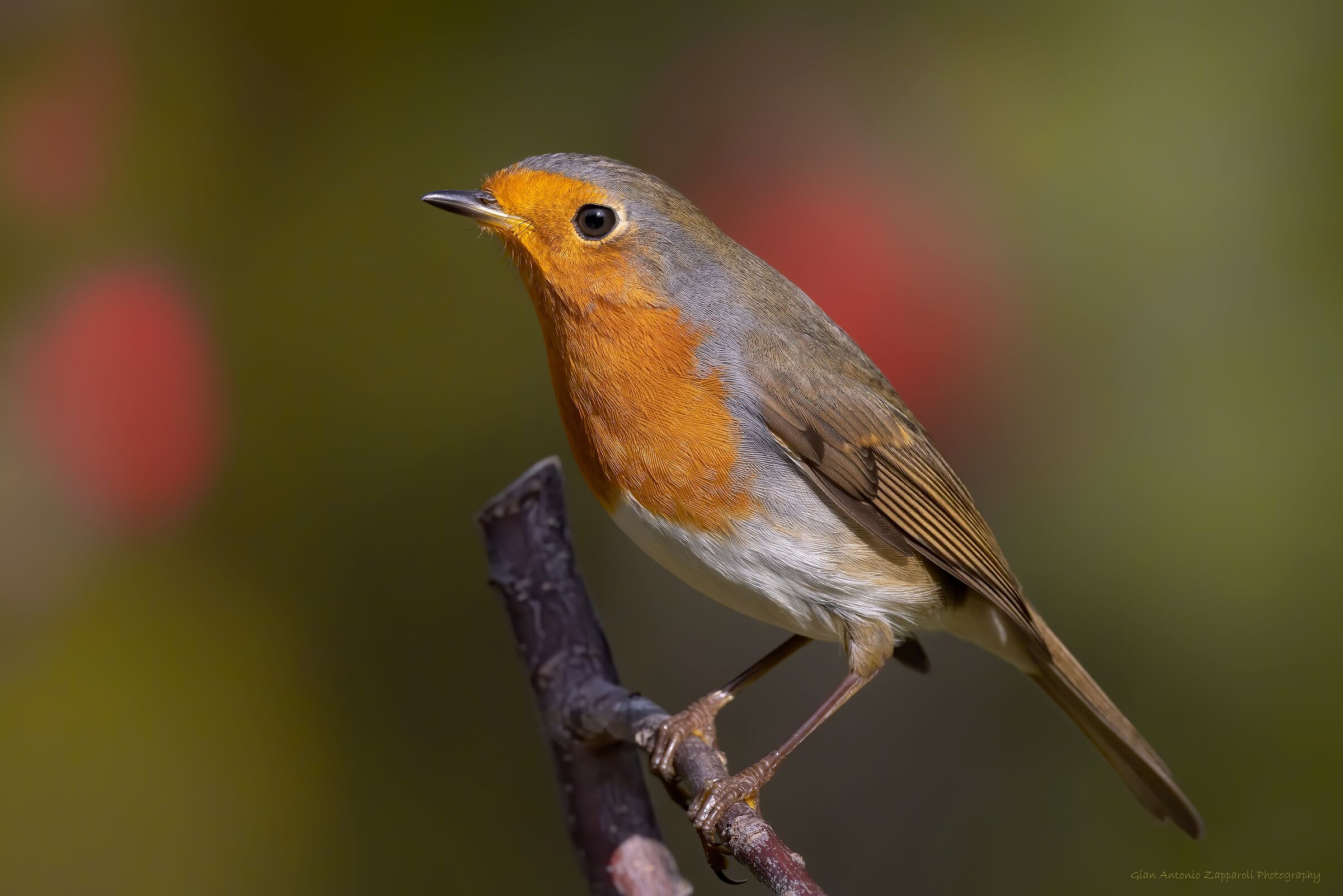 Pettirosso (Erithacus rubecula)