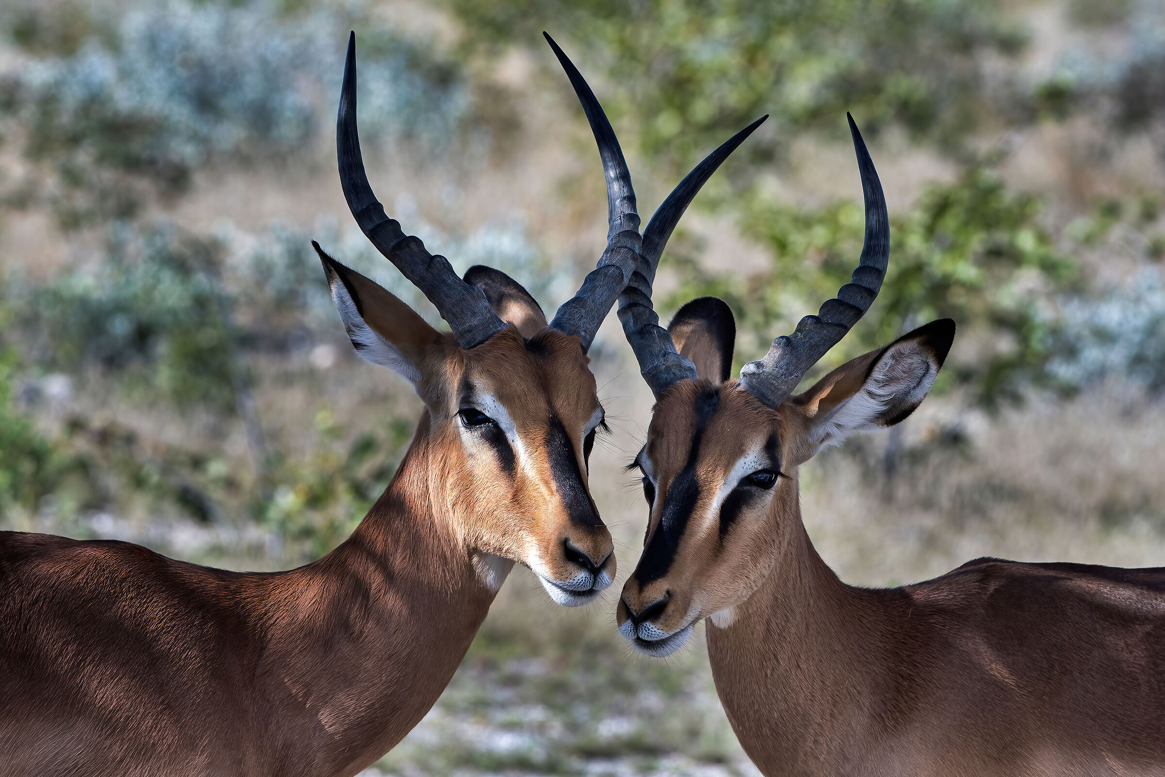 Impala (Aepyceros melampus)