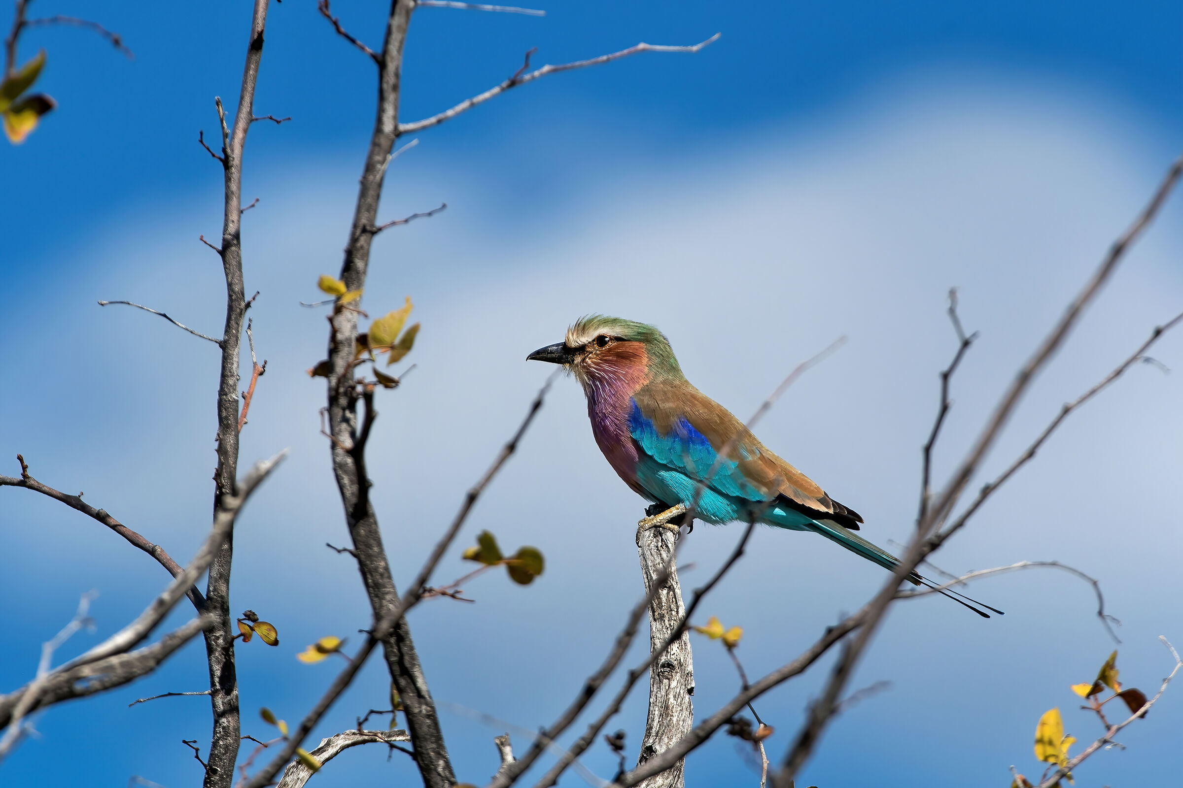 Ghiandaia marina pettolilla (Coracias caudatus)