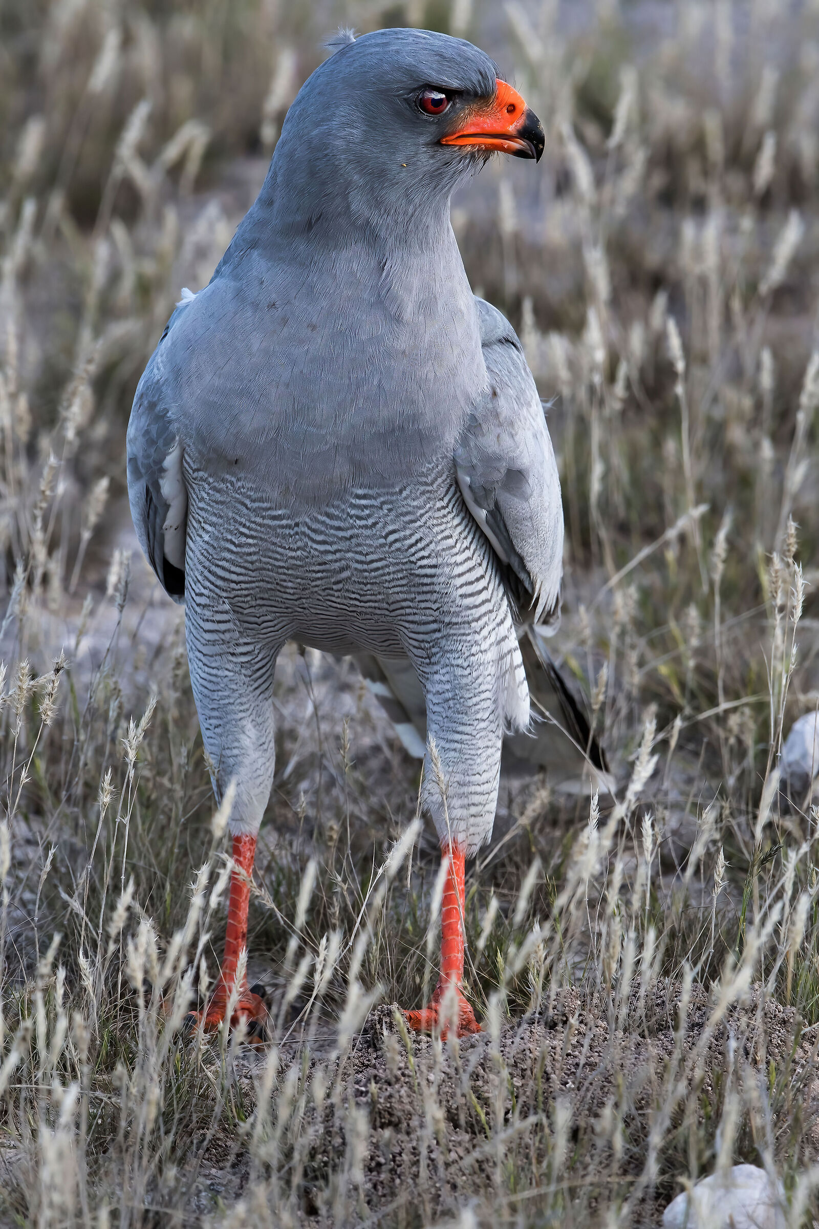 Astore cantante pallido (Melierax canorus)
