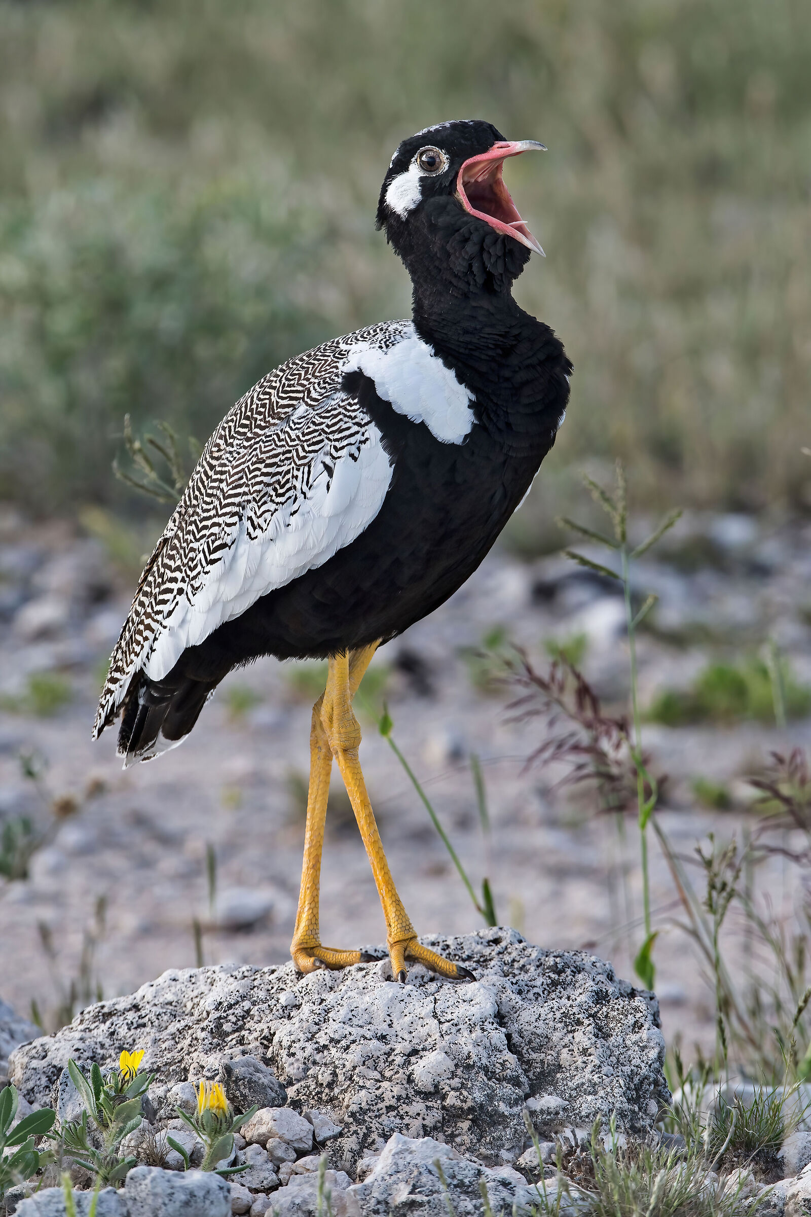 Black Bustard (Afrotis afra)