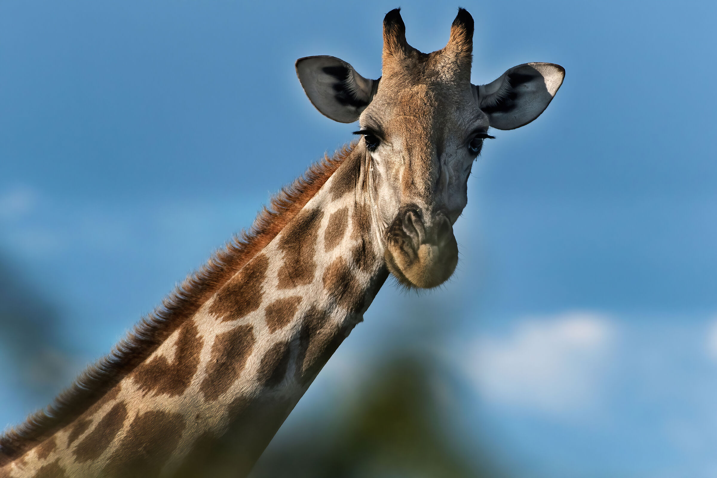Giraffa sudafricana (Giraffa giraffa giraffa)