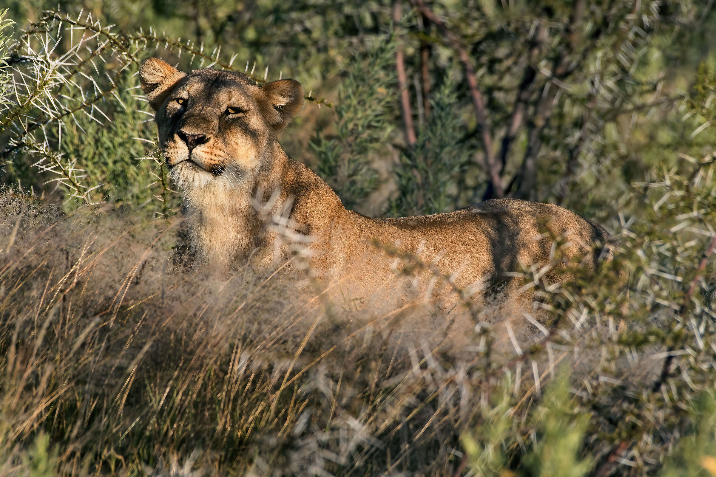 Leonessa (Panthera leo)