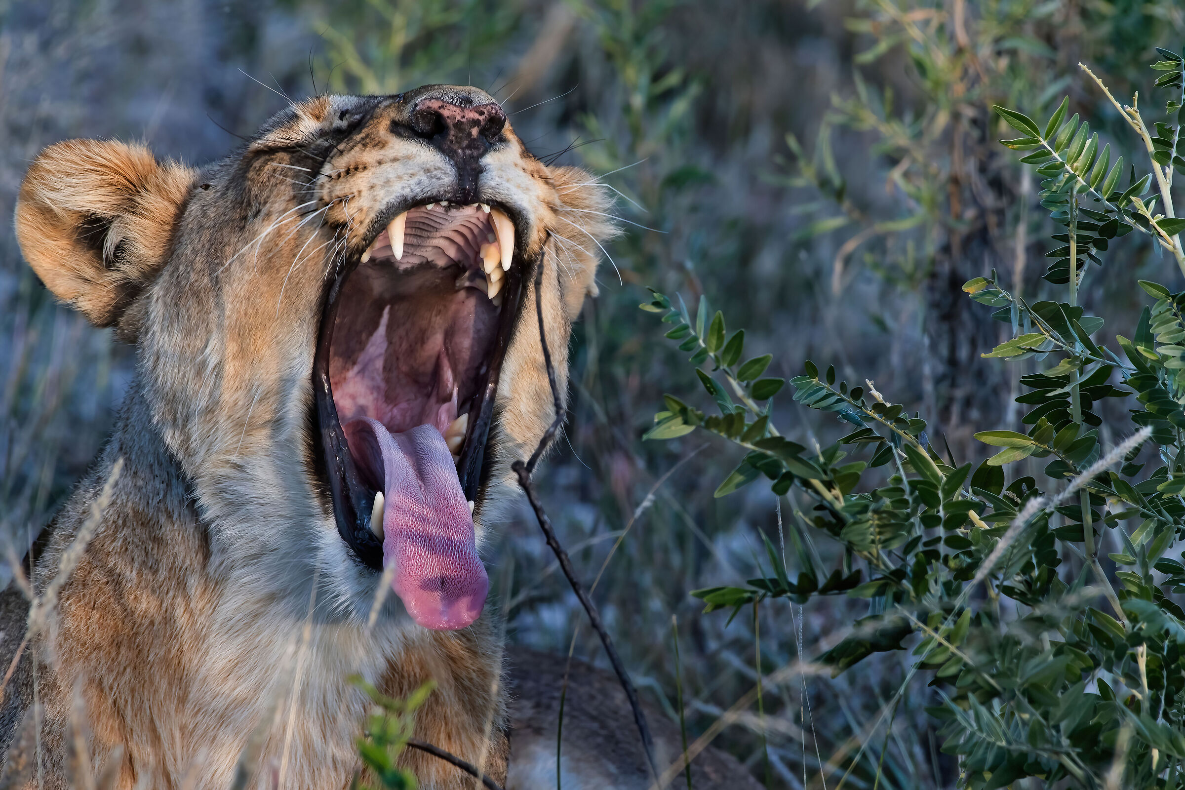 Leonessa (Panthera leo)