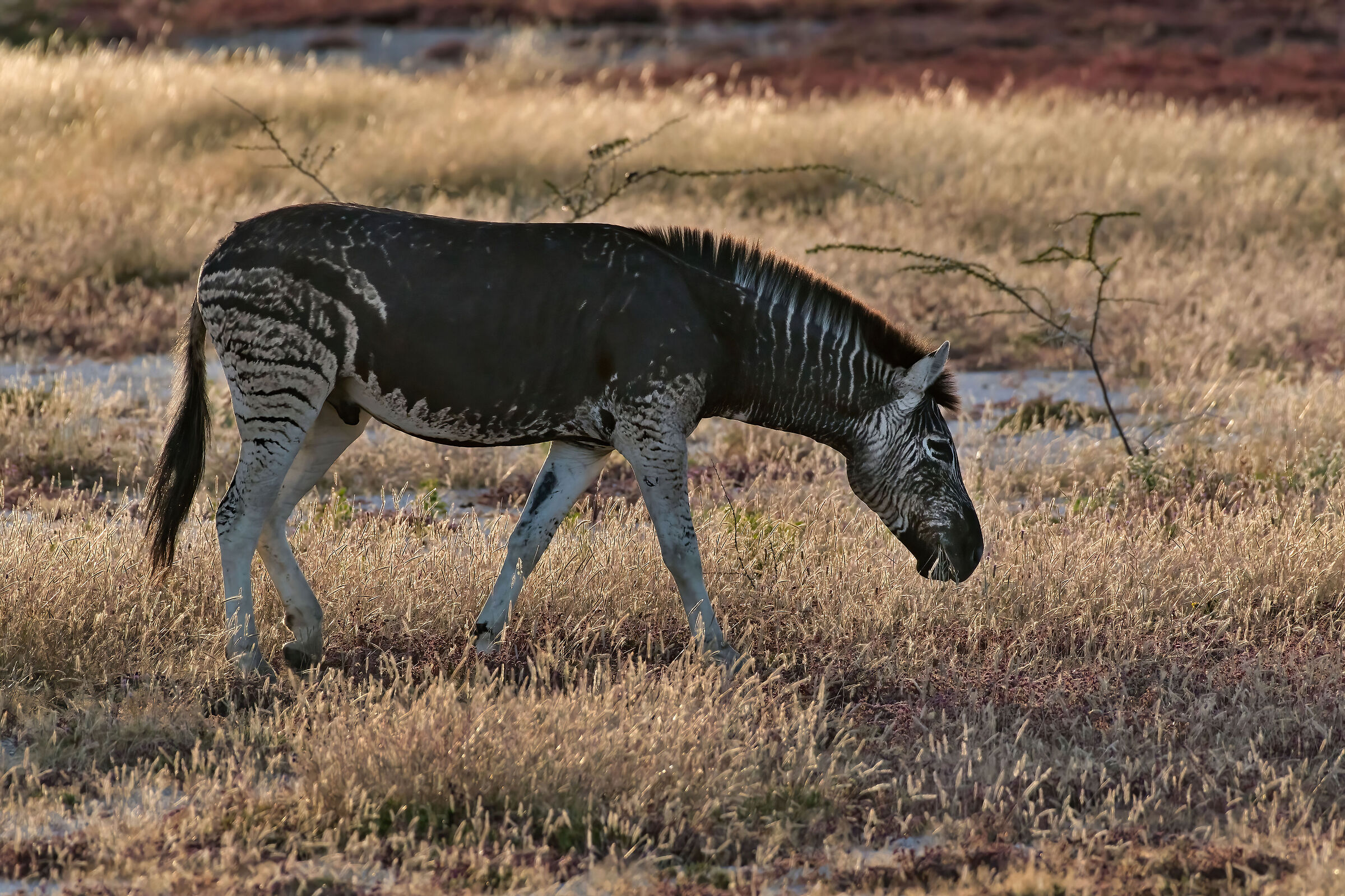 Melanica zebra (Equus quagga burchellii)