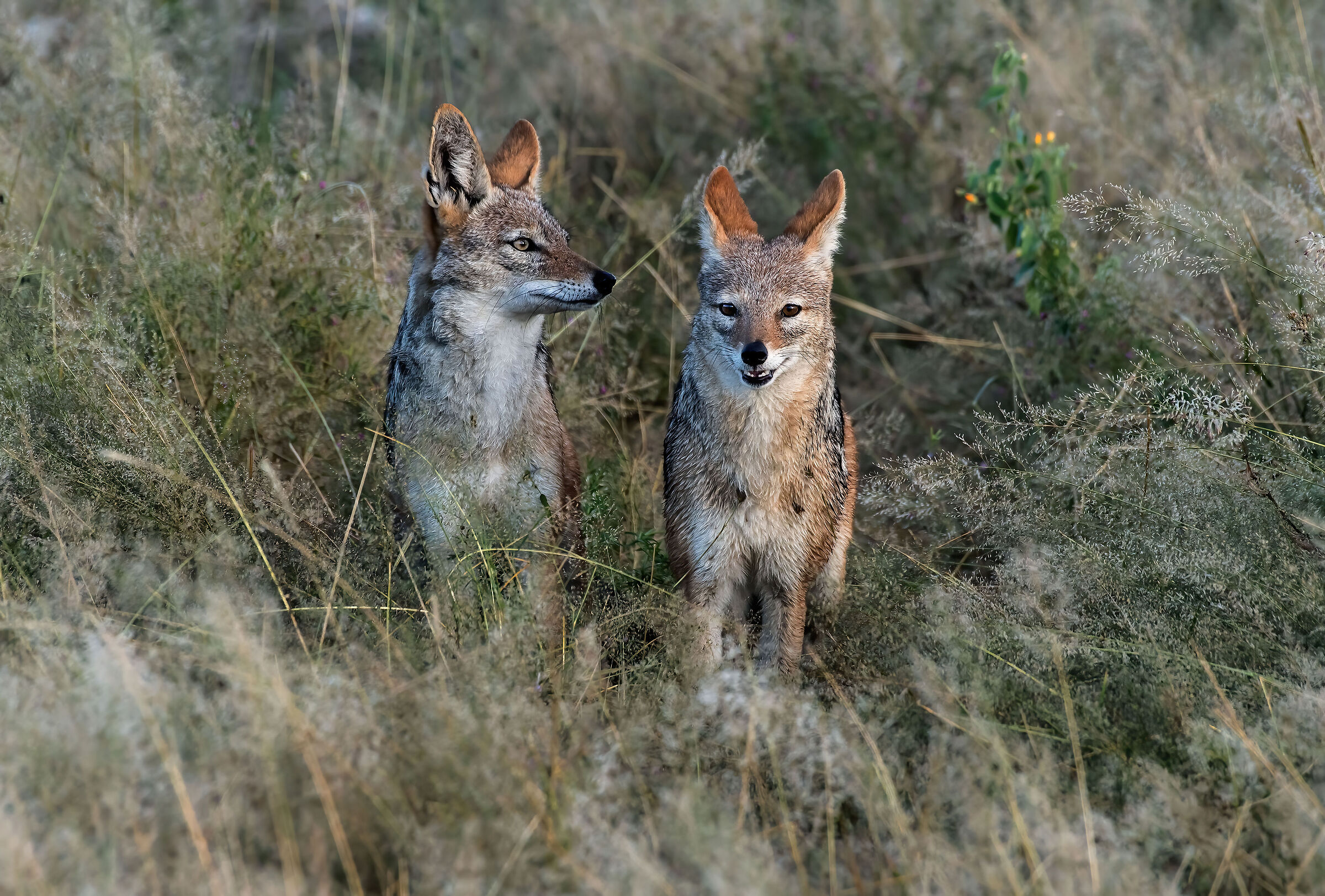 Jackals (Canis mesomelas)