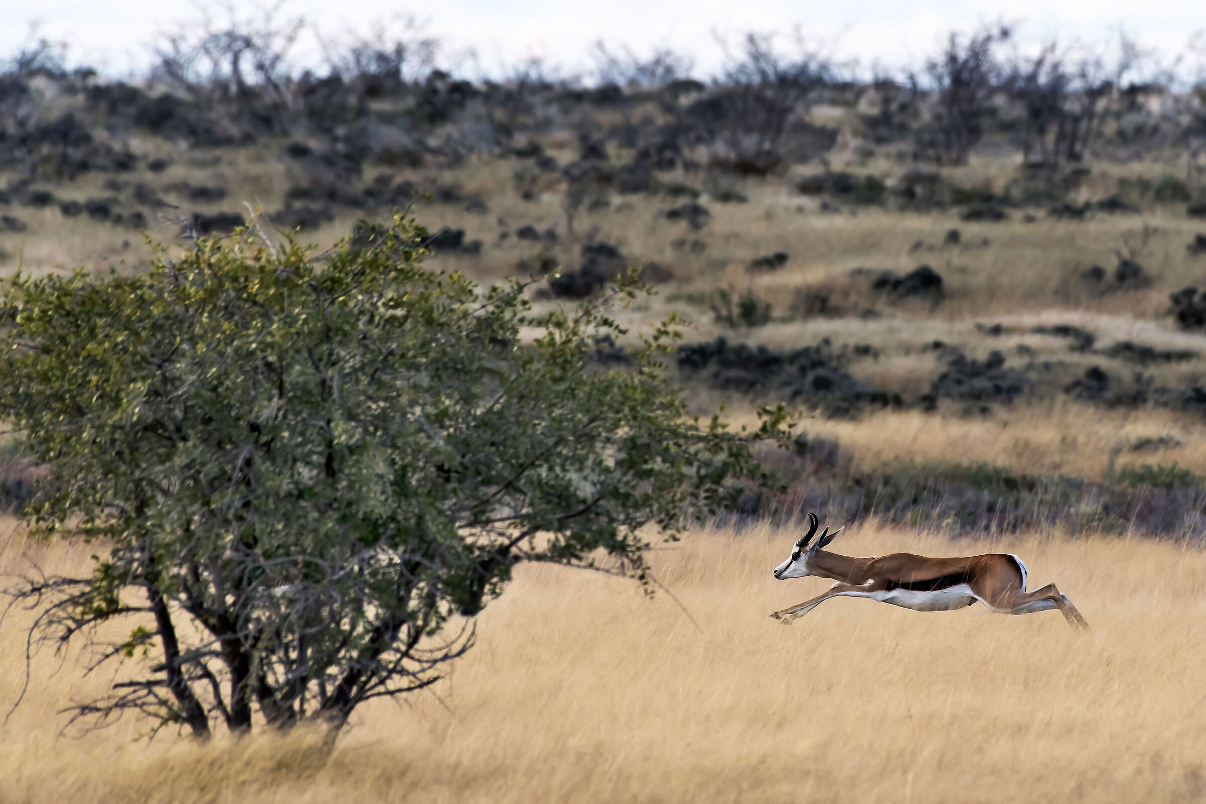 Springbok (Antidorcas marsupialis)
