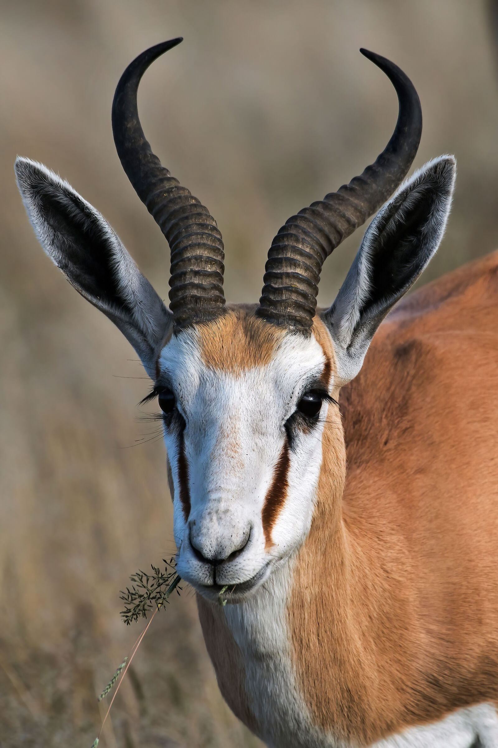 Springbok (Antidorcas marsupialis)