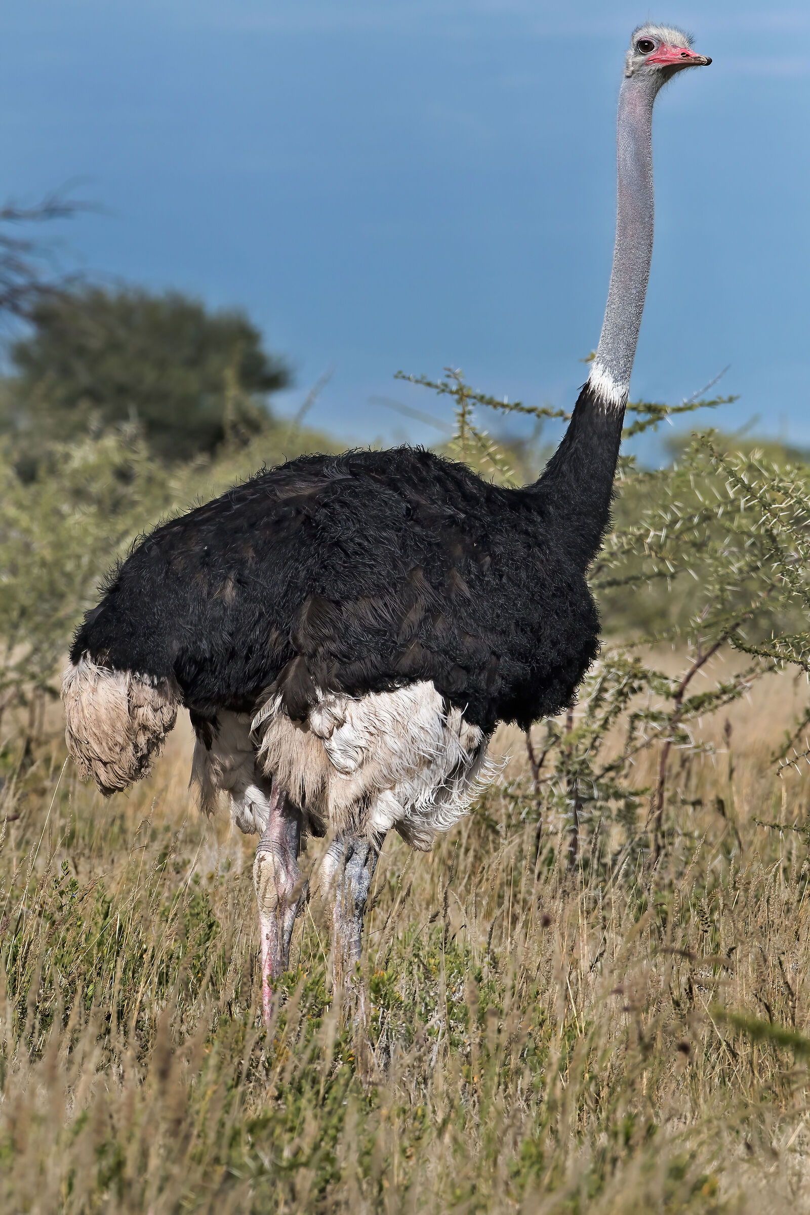 maschio di Struzzo (Struthio camelus)