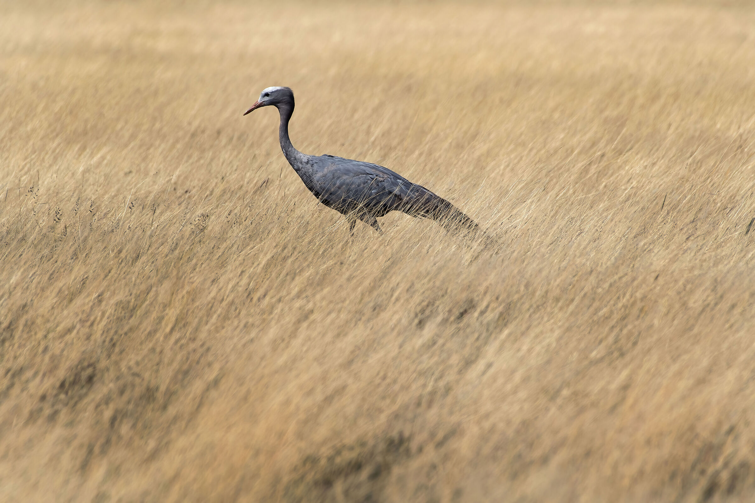 Gru del Paradiso (Anthropoides paradiseus)